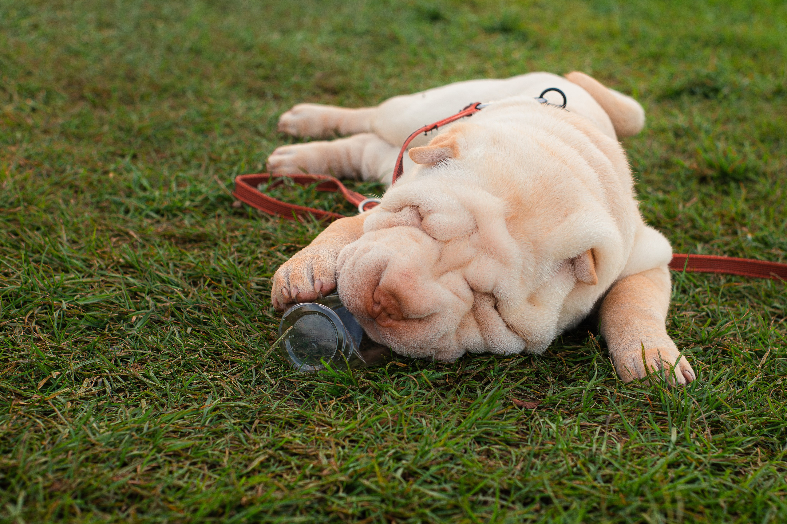 Алёна, Лагерта и Зефир. Фотограф-анималист Мария Баркевич | Москва