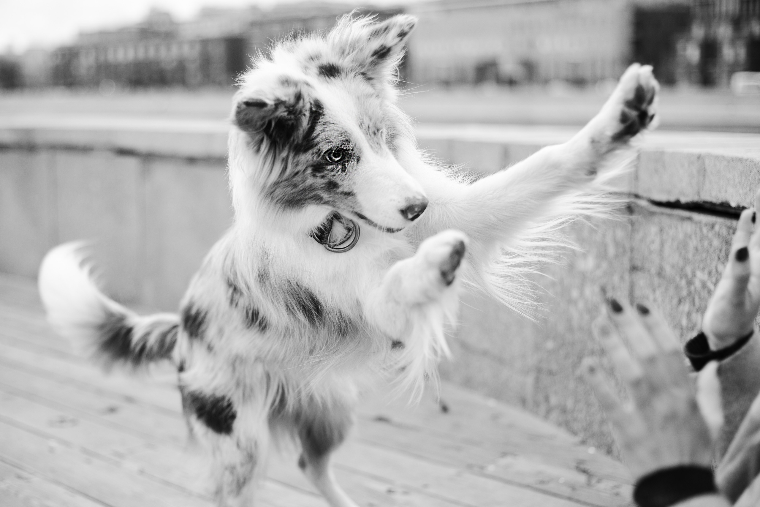 Мария и Утопия. Фотограф-анималист Мария Баркевич | Москва