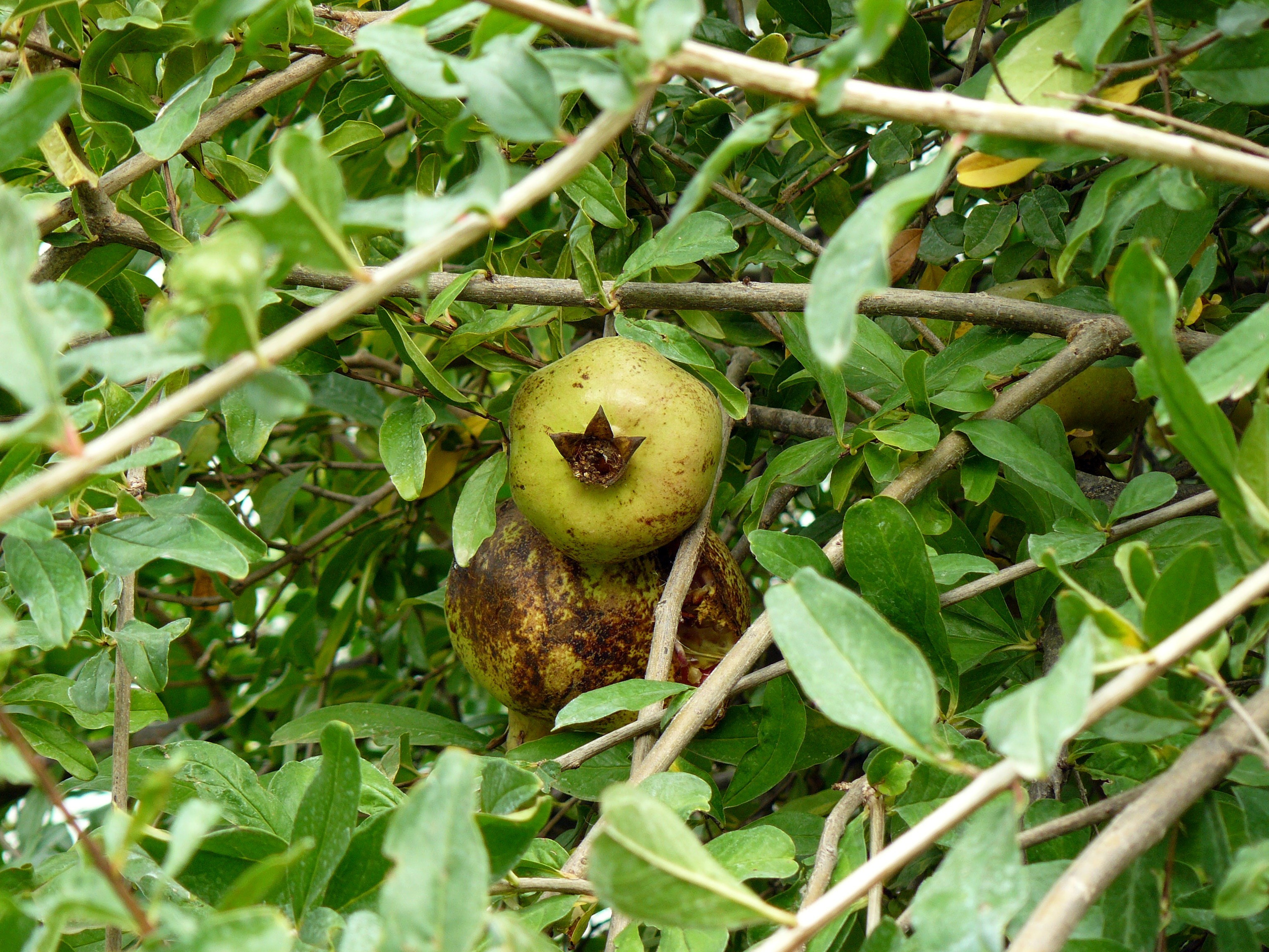 Кемер, Чамьюва 2008. Избранные фотографии