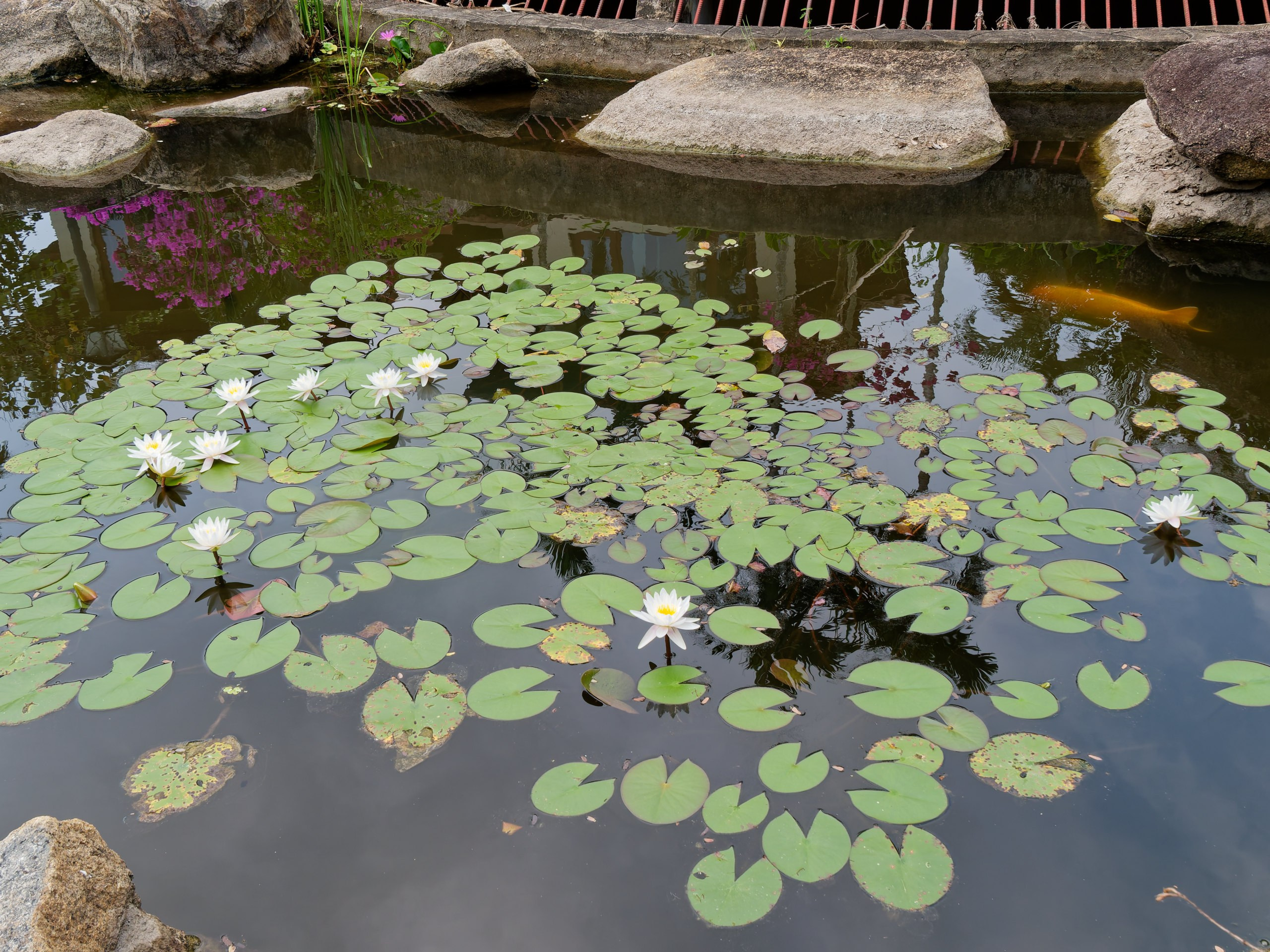 Хайнань 2026, флора, цветы и деревья. Фотопрогулки по Миру