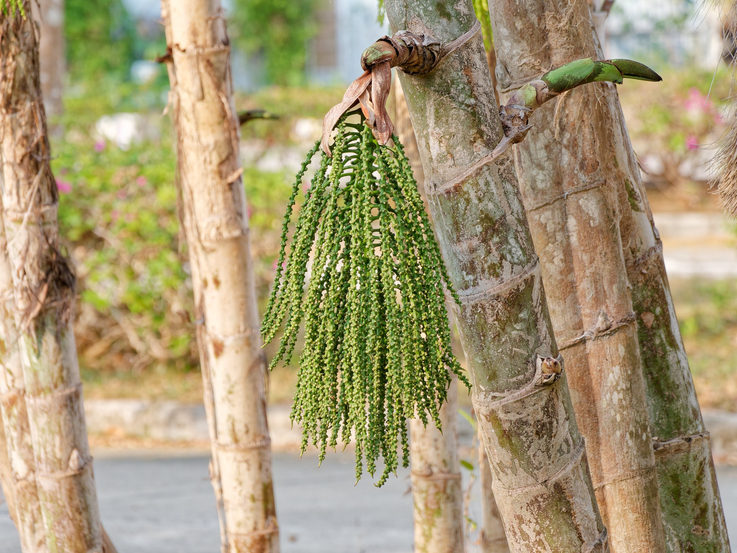 Хайнань 2026, флора, цветы и деревья. Фотопрогулки по Миру