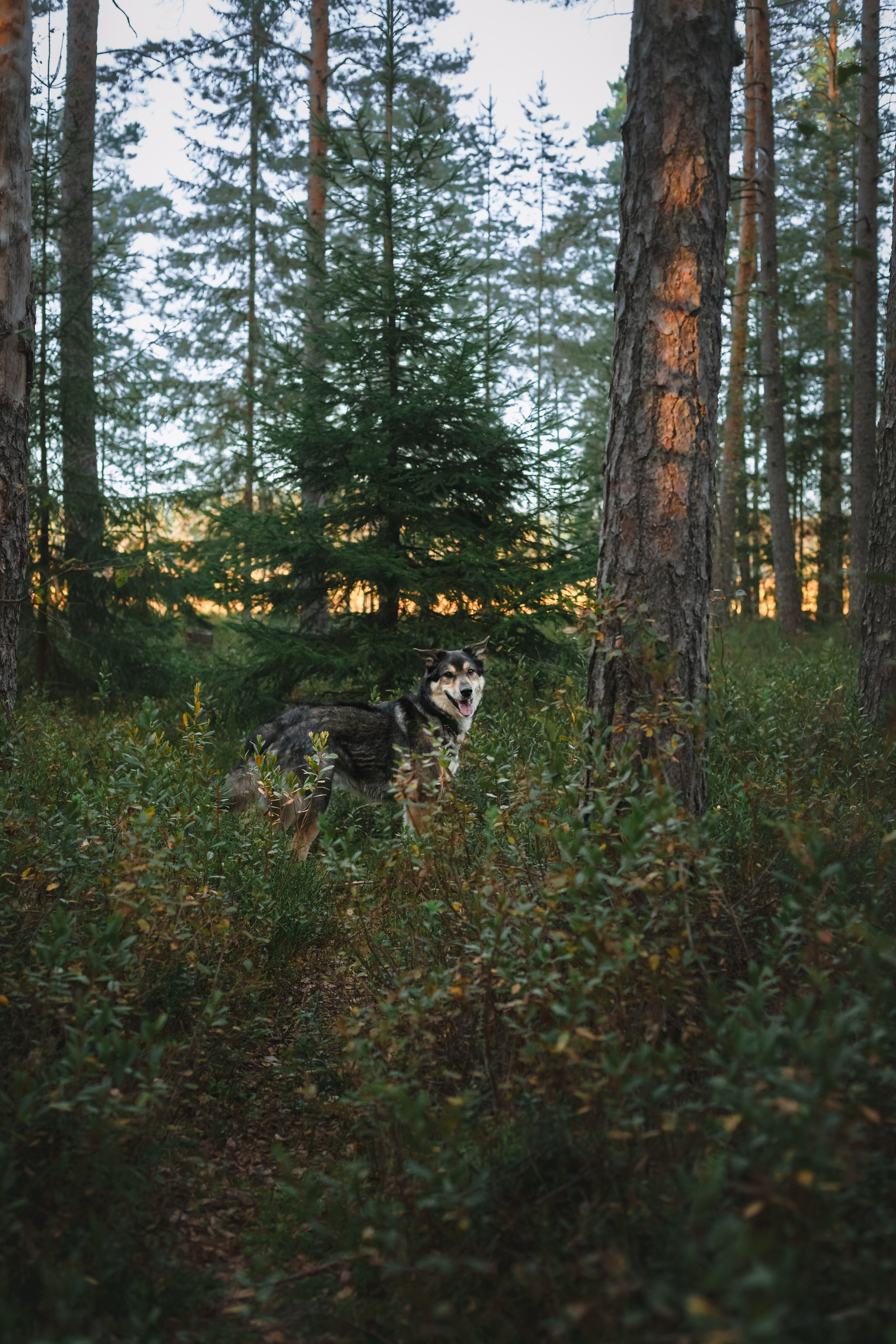 Фотопрогулка в Ленобласти. Фотограф-анималист Татьяна Степанова