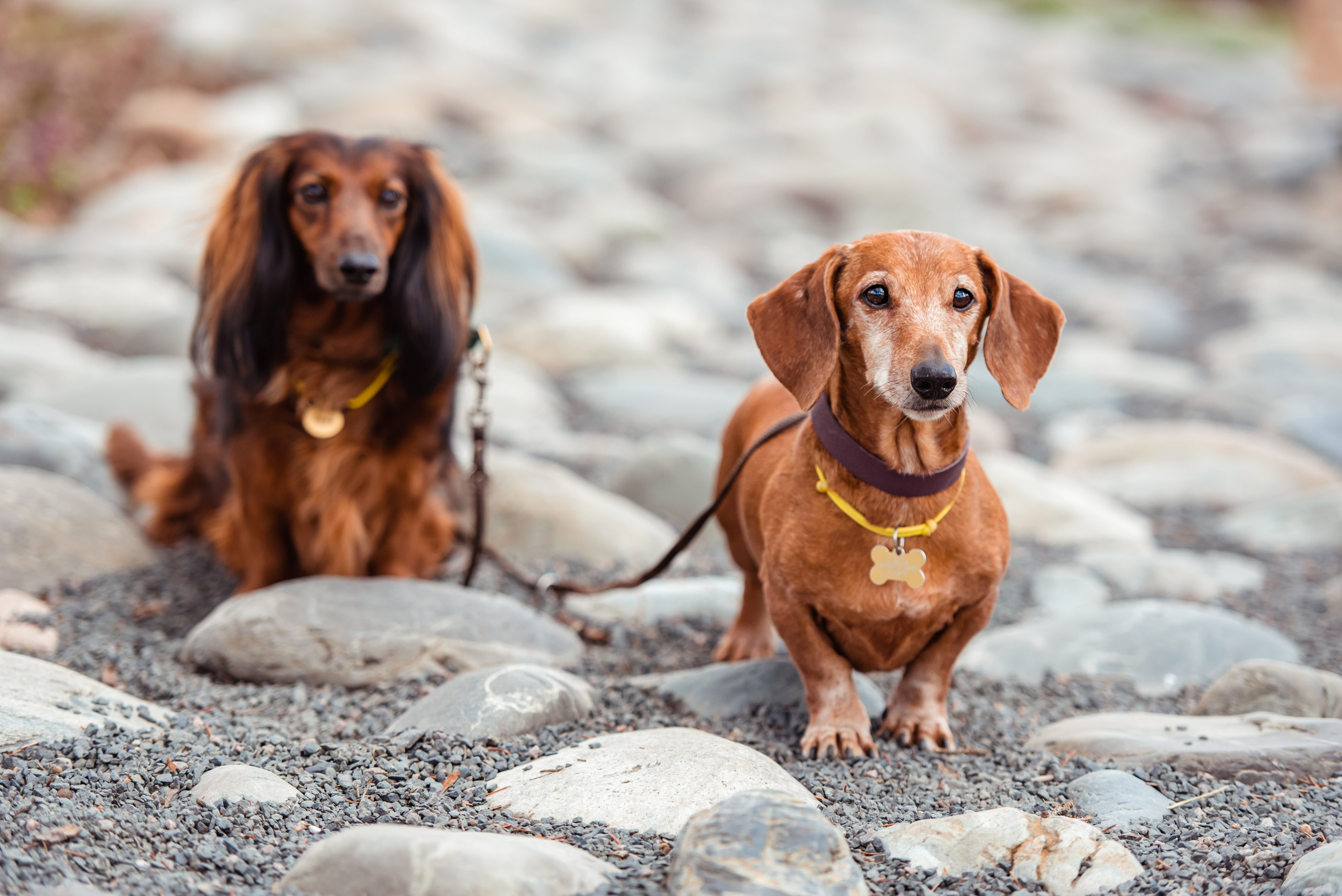 Таксы на Красной площади. Семейный Фотограф в Москве Ирина Хохлова