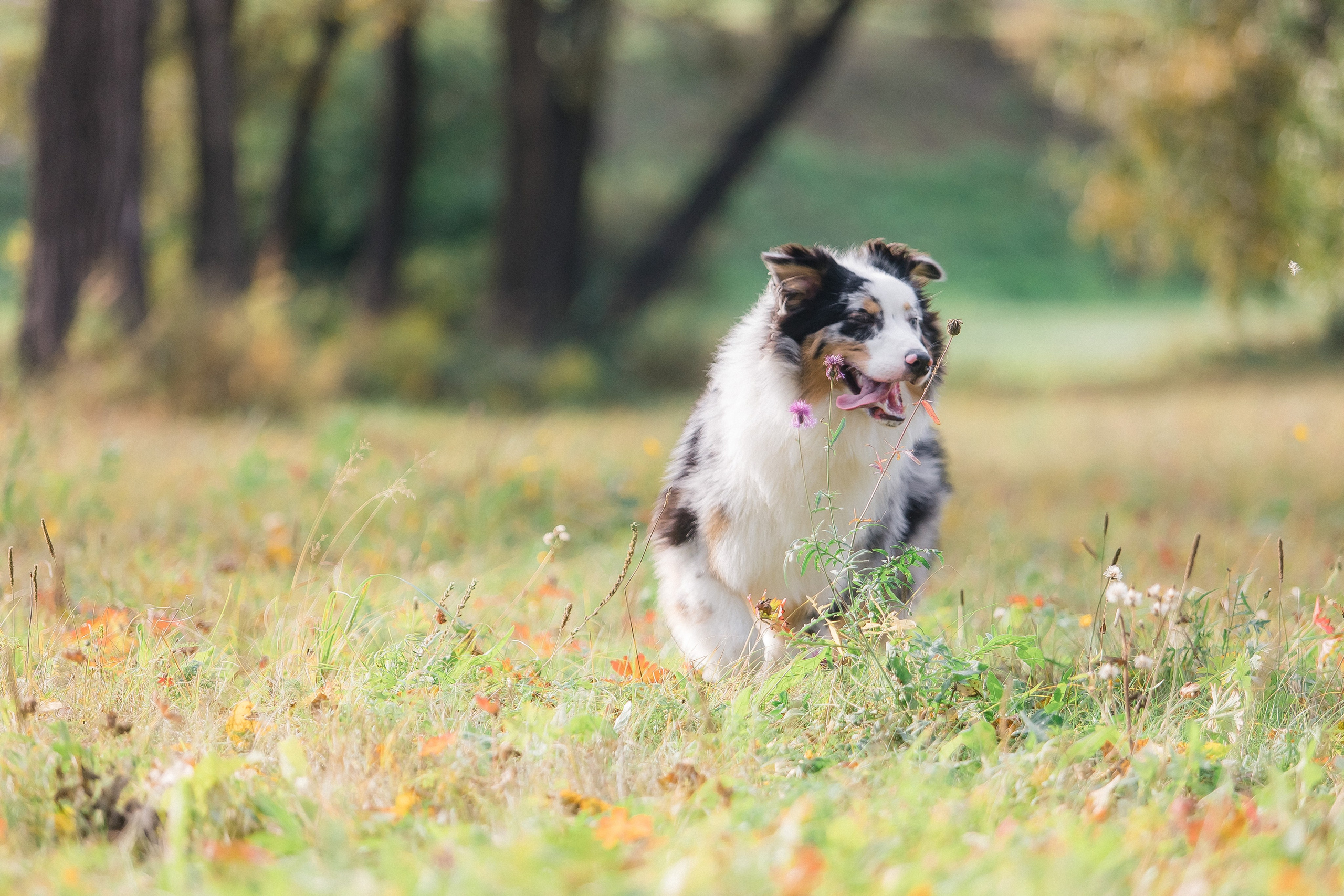 Аусси Дэймон. Свадебный и женский фотограф