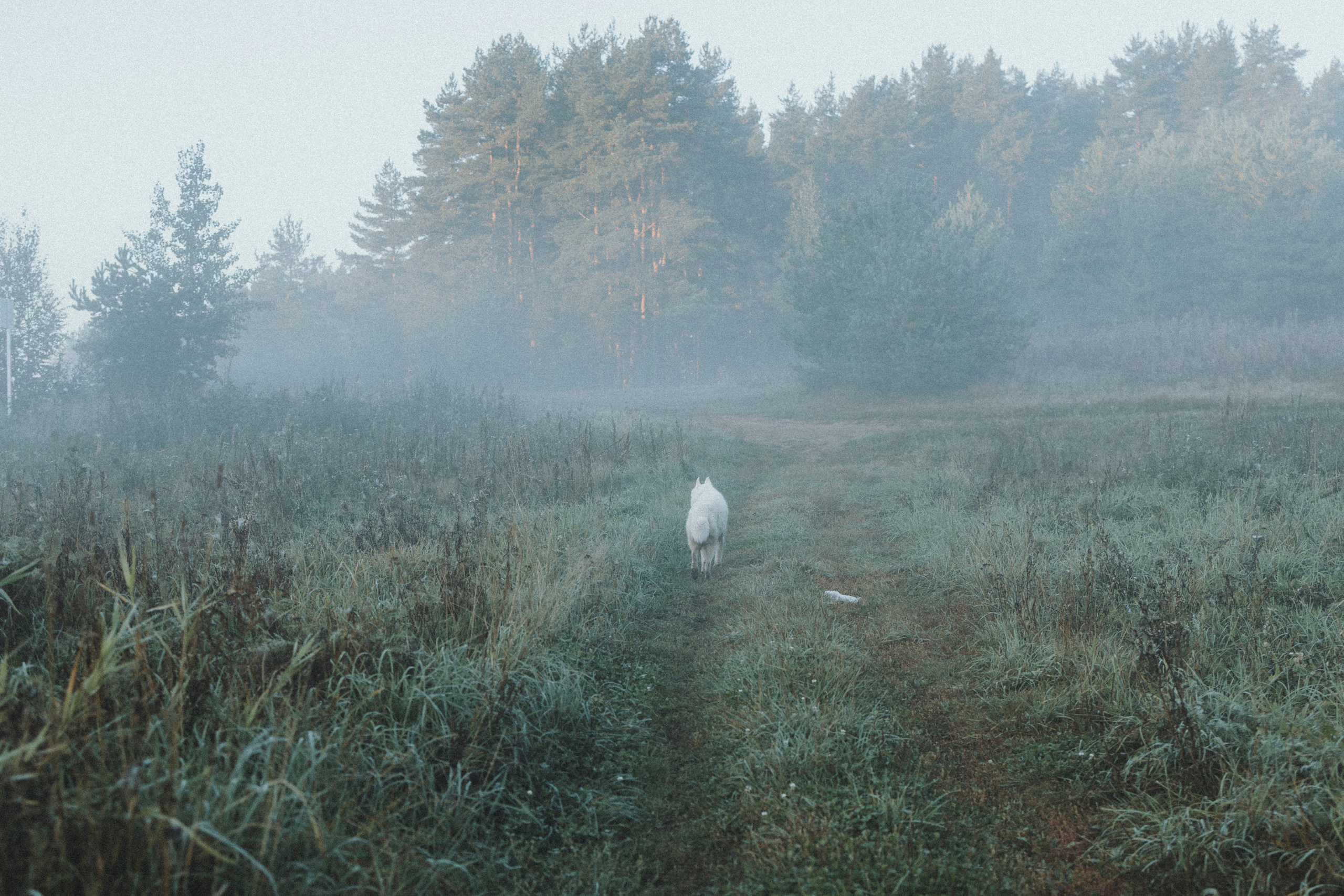 Света и Ричик. Фотограф-анималист Анна Маринич