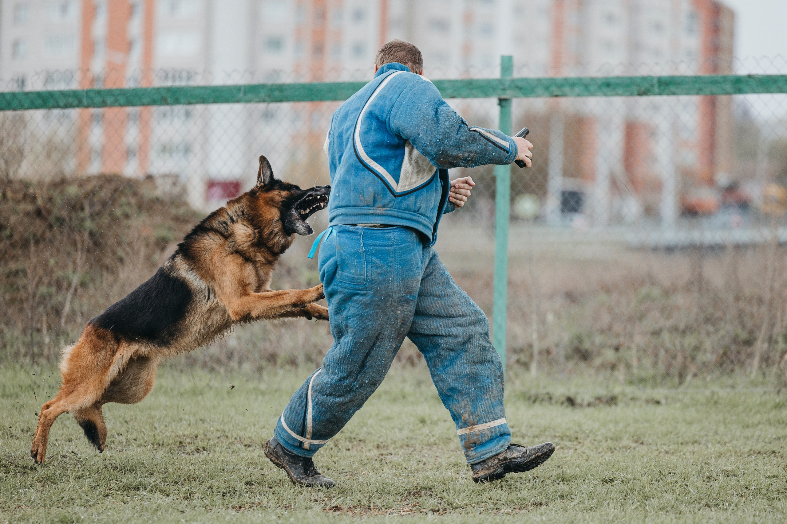 09.05.25 Вологда соревнования. Фотограф-анималист Анна Маринич