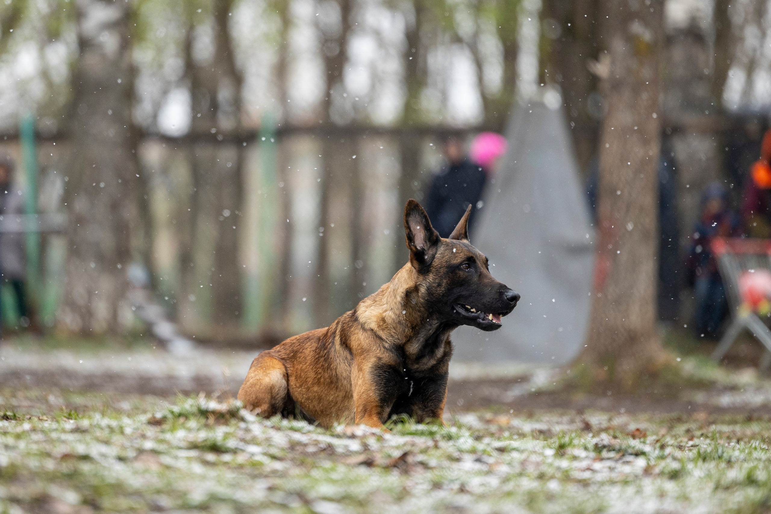 Квалификационные состязания по мондьорингу г. Вологда 11.05.24. Фотограф-анималист Анна Маринич