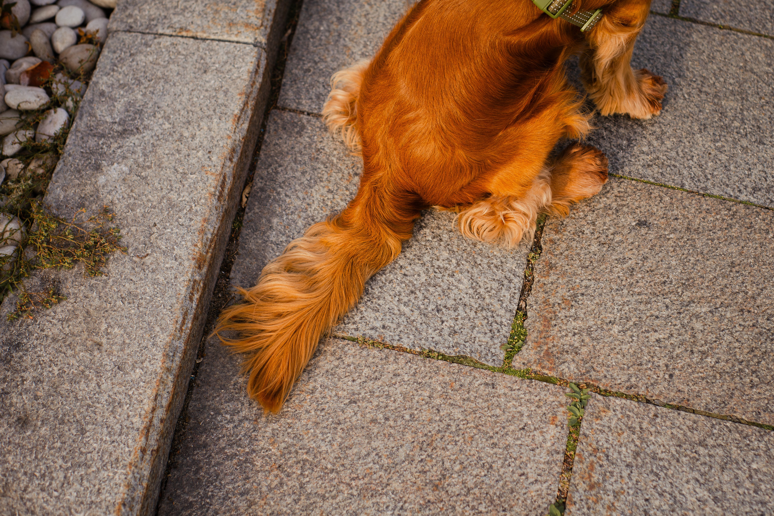Арина, Паша и Арчер. Фотограф-анималист Мария Баркевич | Москва