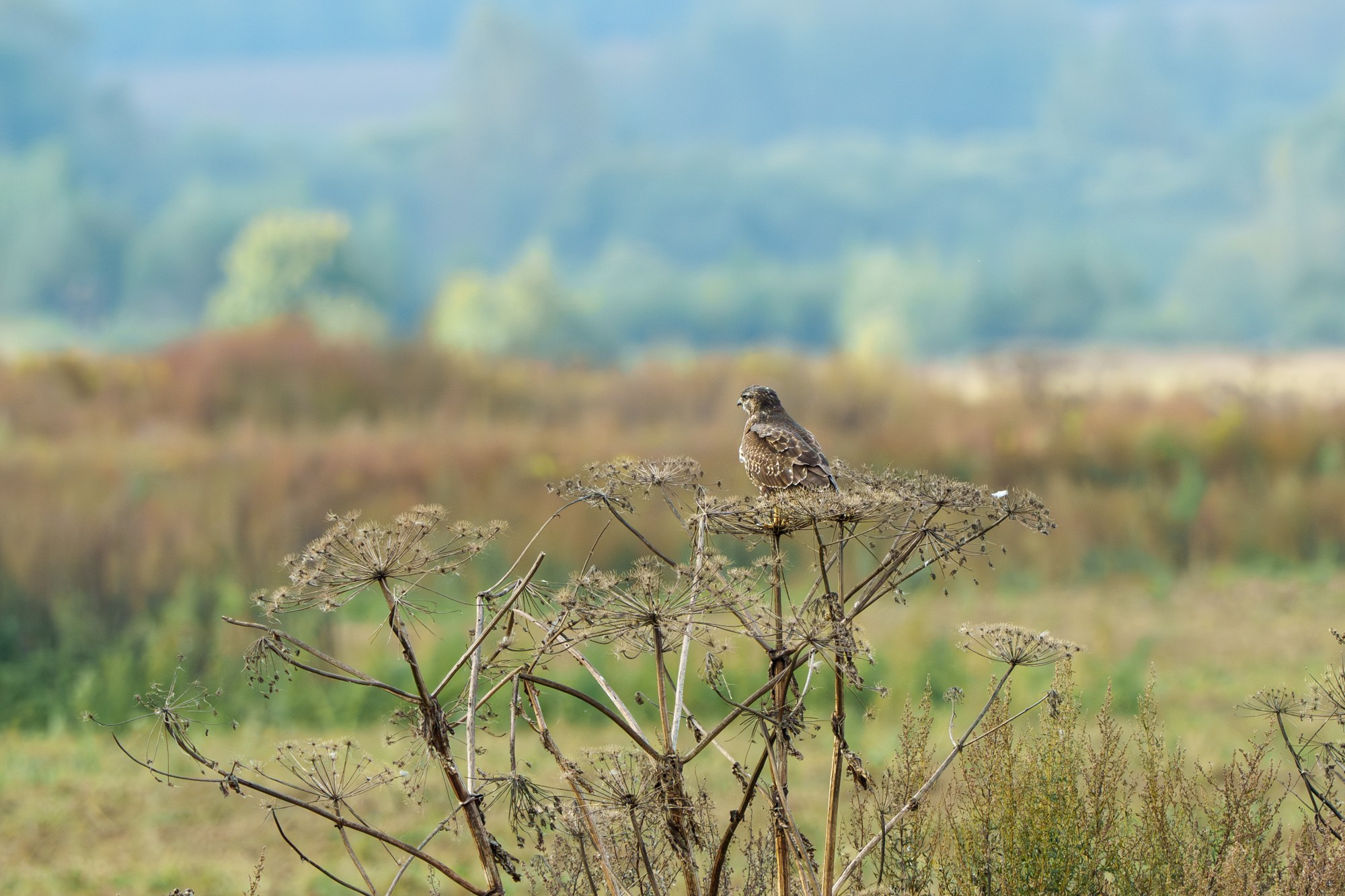 Удивительные мир птиц. Вокруг нас столько прекрасного — присмотритесь!. Ваш личный фотограф Марина Волкова