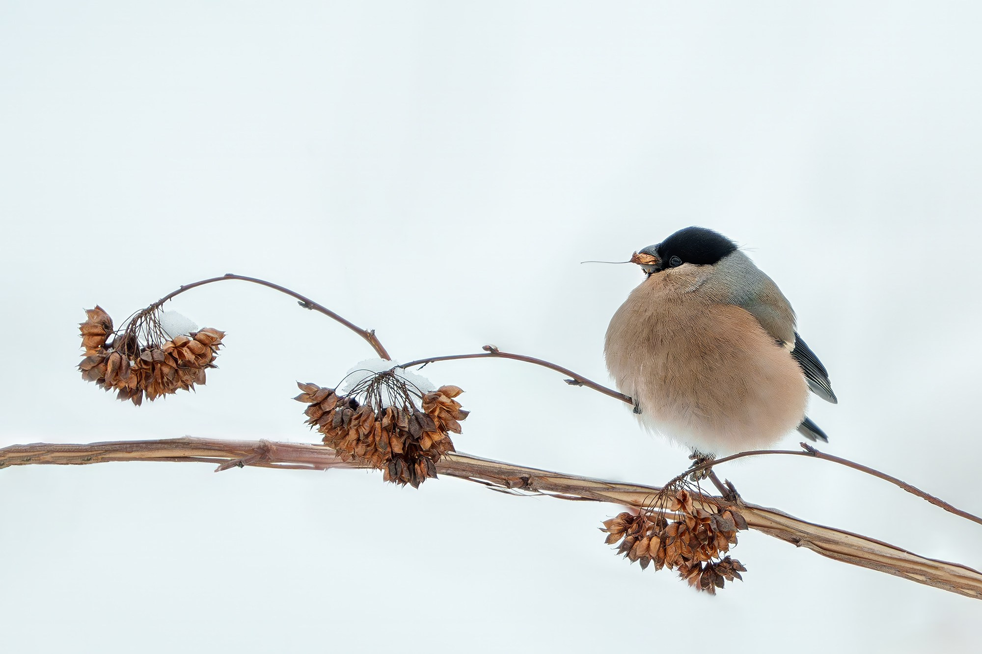 Удивительные мир птиц. Вокруг нас столько прекрасного — присмотритесь!. Ваш личный фотограф Марина Волкова