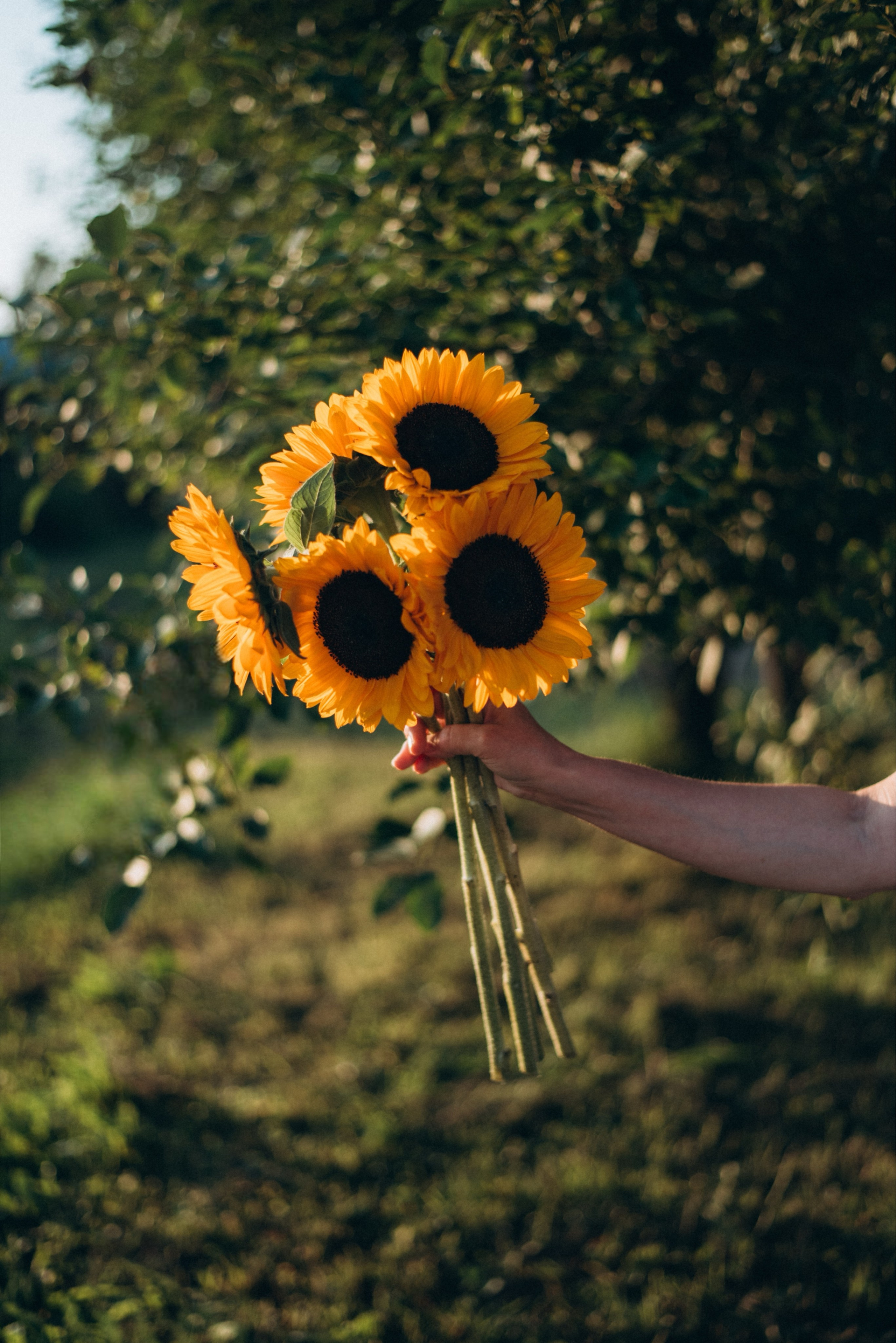 Анна подсолнухи. Фотограф про жизнь. Сергиев Посад, Мск