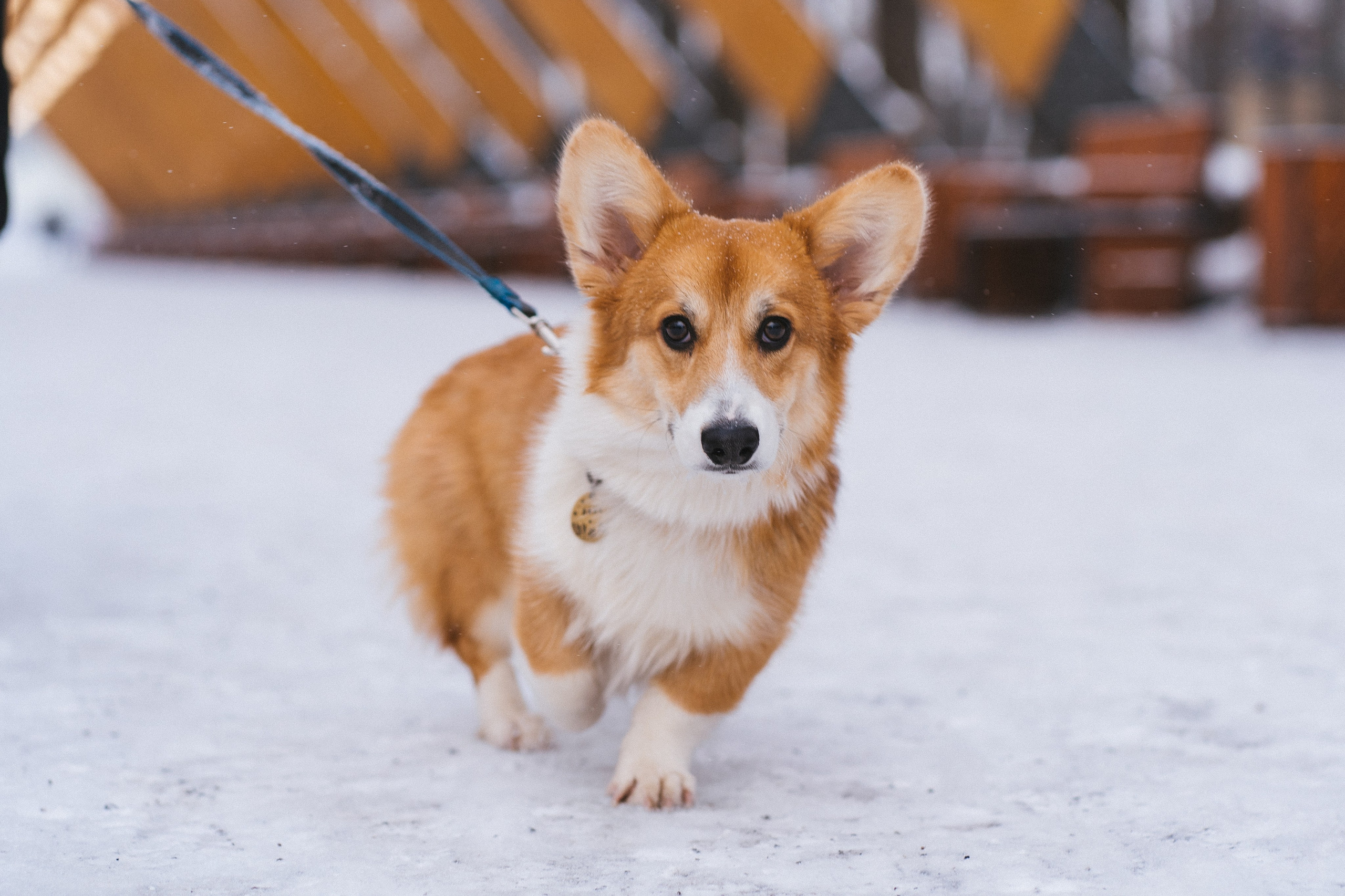 Агата и Лайк. Свадебный фотограф в Москве Анна Полушина
