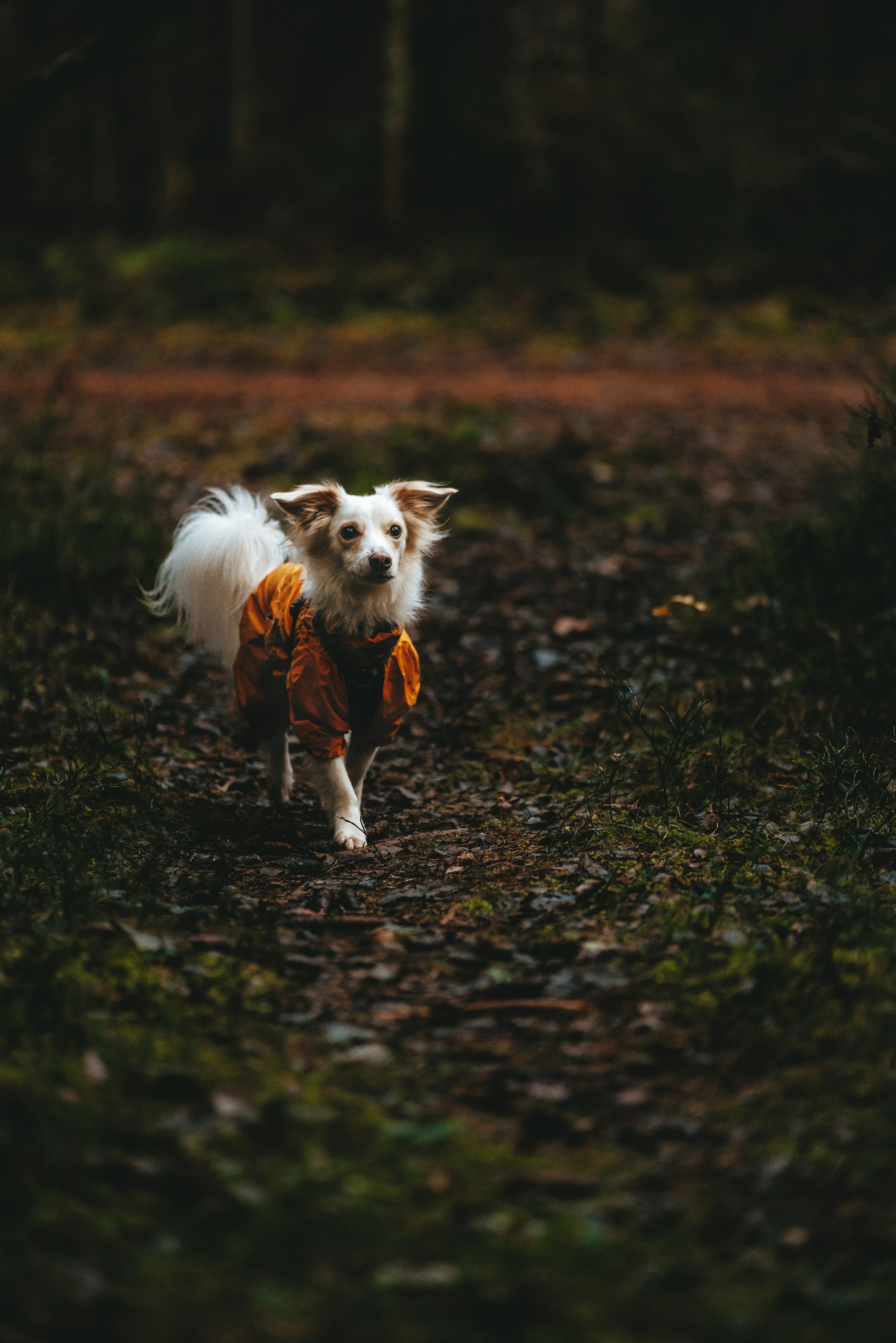Бруно, Алена и Антон. Фотограф анималист в Спб недорого Олеся Майорова