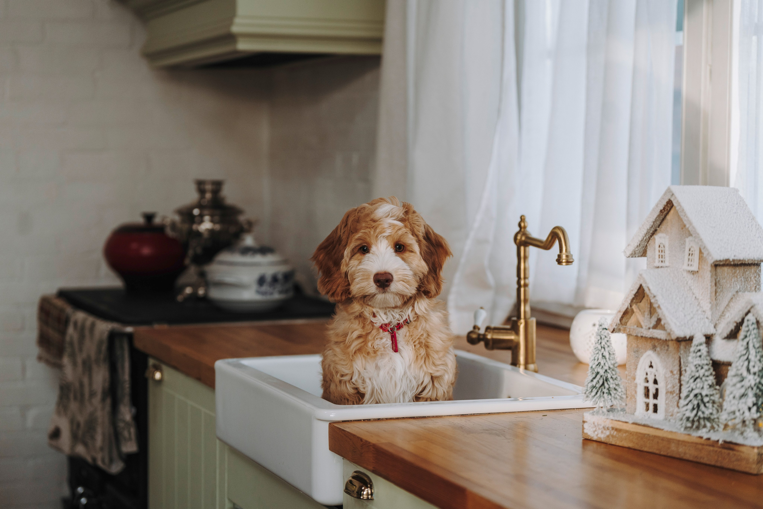 Мёрфи, Таня и Антон. Фотограф анималист в Спб недорого Олеся Майорова