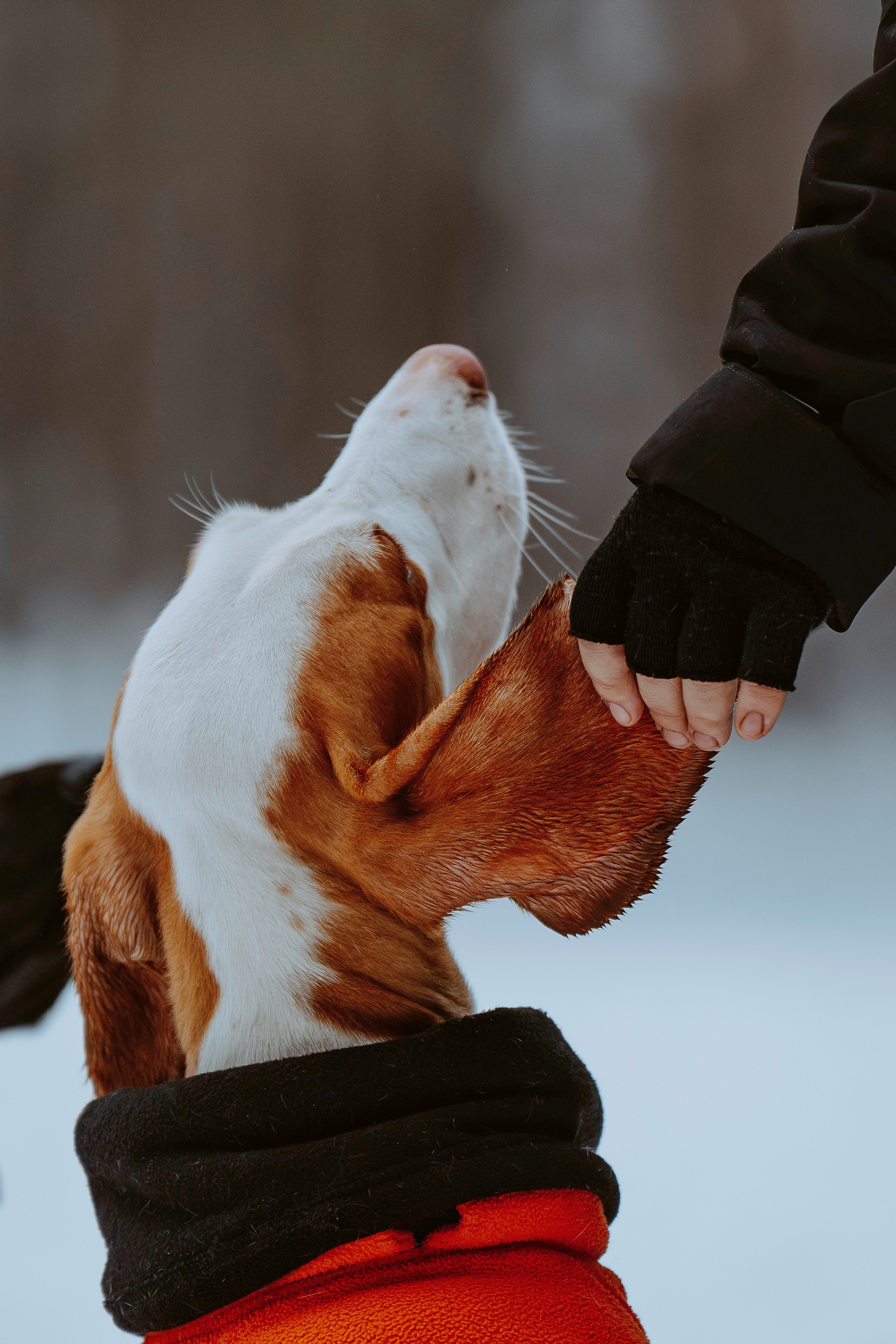 Ольга, Рора и Румпель. Фотограф анималист в Спб недорого Олеся Майорова