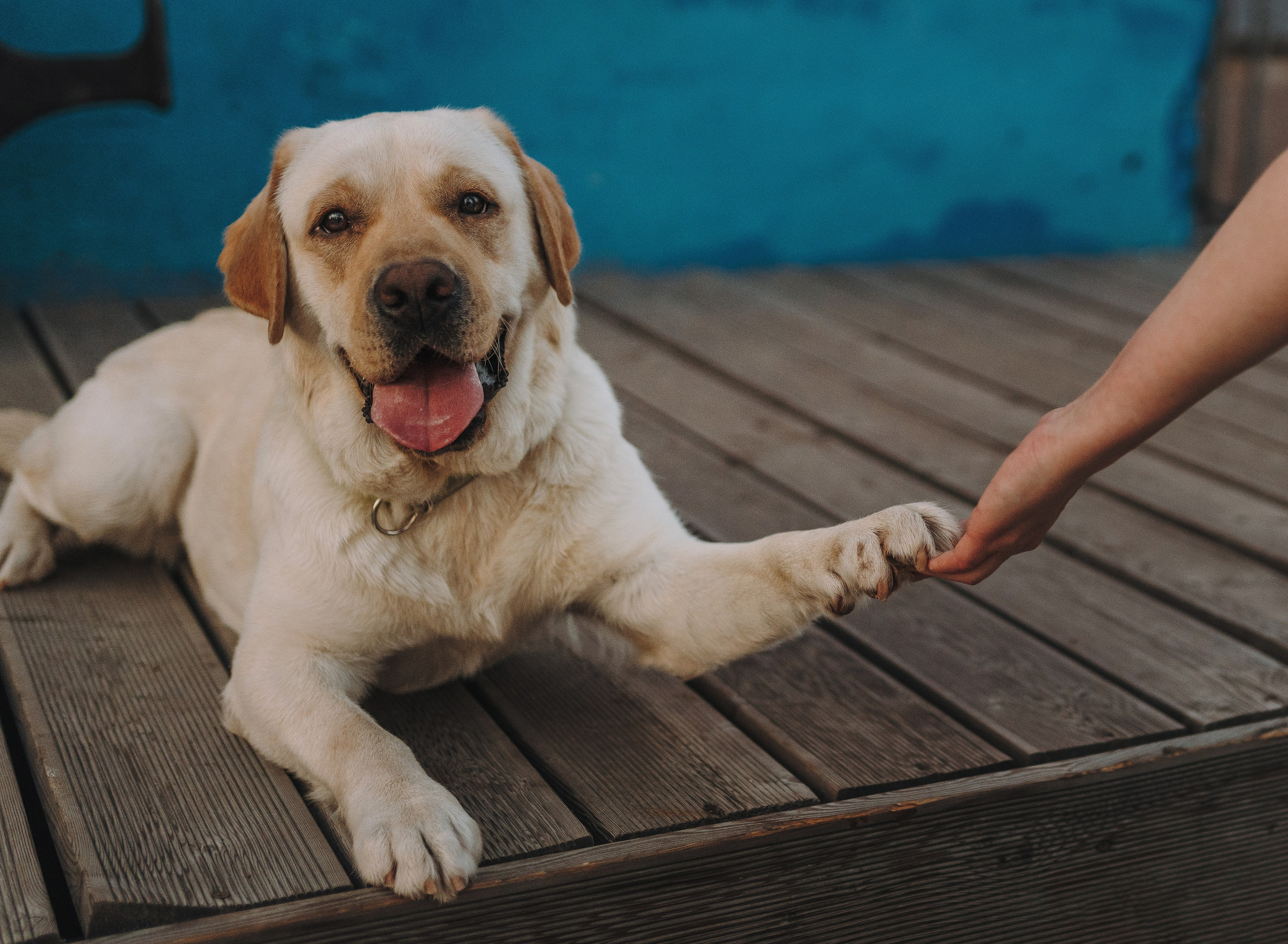 Фотосъёмка с вашими питомцами. Фотограф анималист в Спб недорого Олеся Майорова
