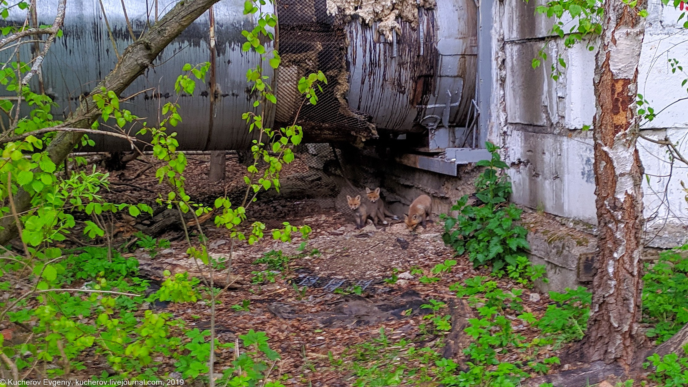 Лисята. Кучеров Евгений. Фотограф