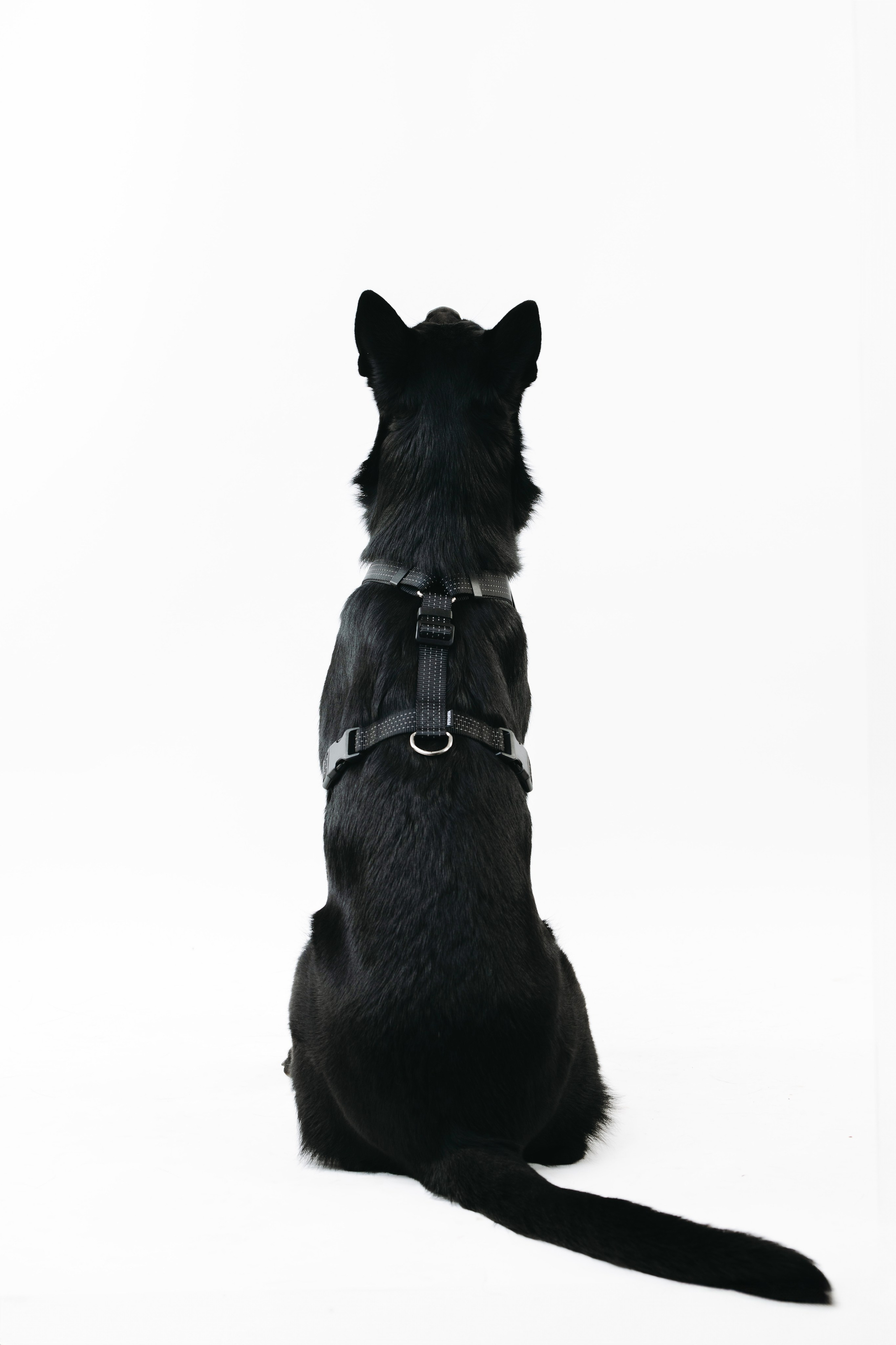 Шлейки Petforta. Фотограф анималист Осипчикова Мария