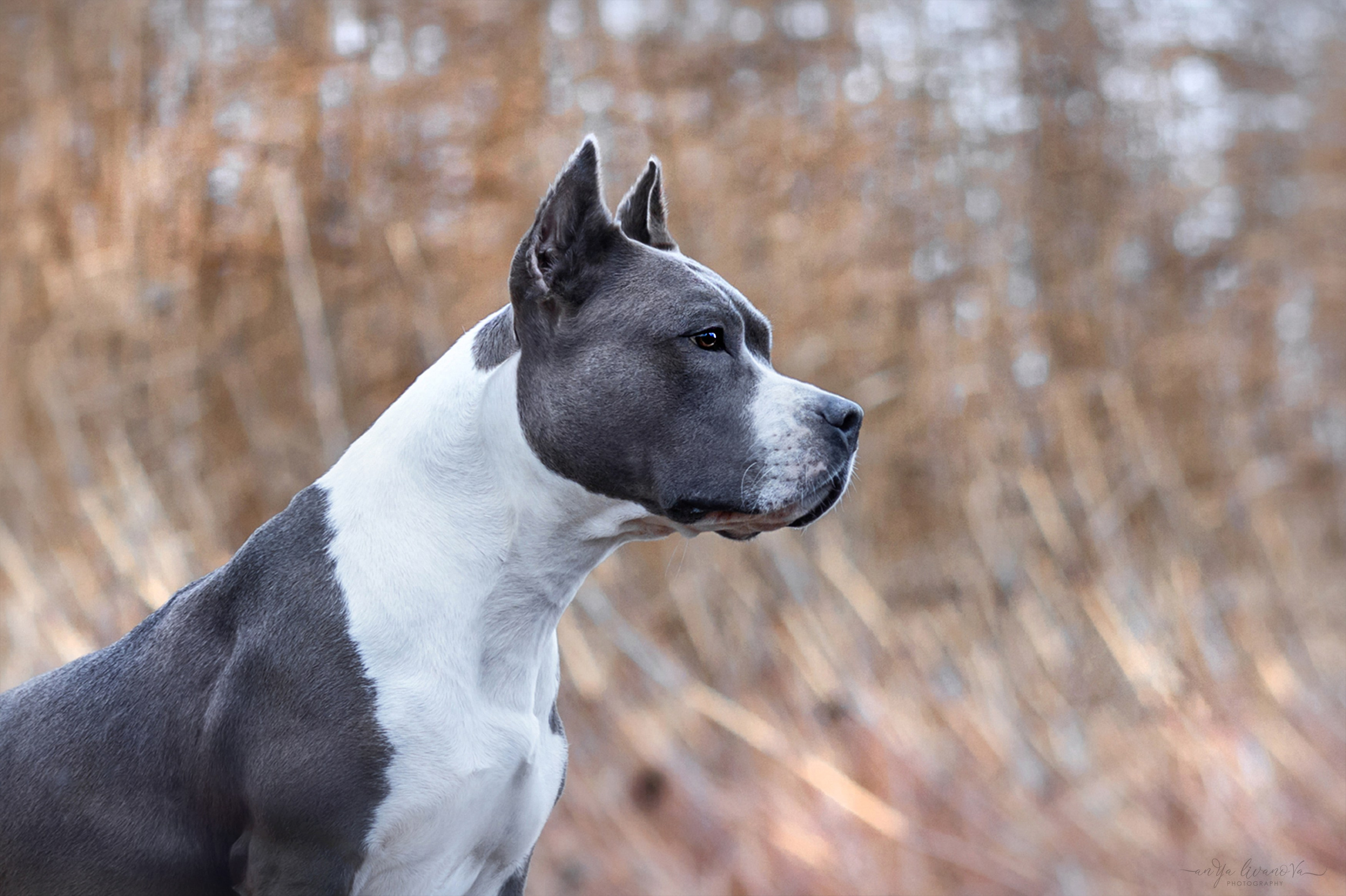 Деля. Фотограф анималист Аня Ливанова | Рыбинск