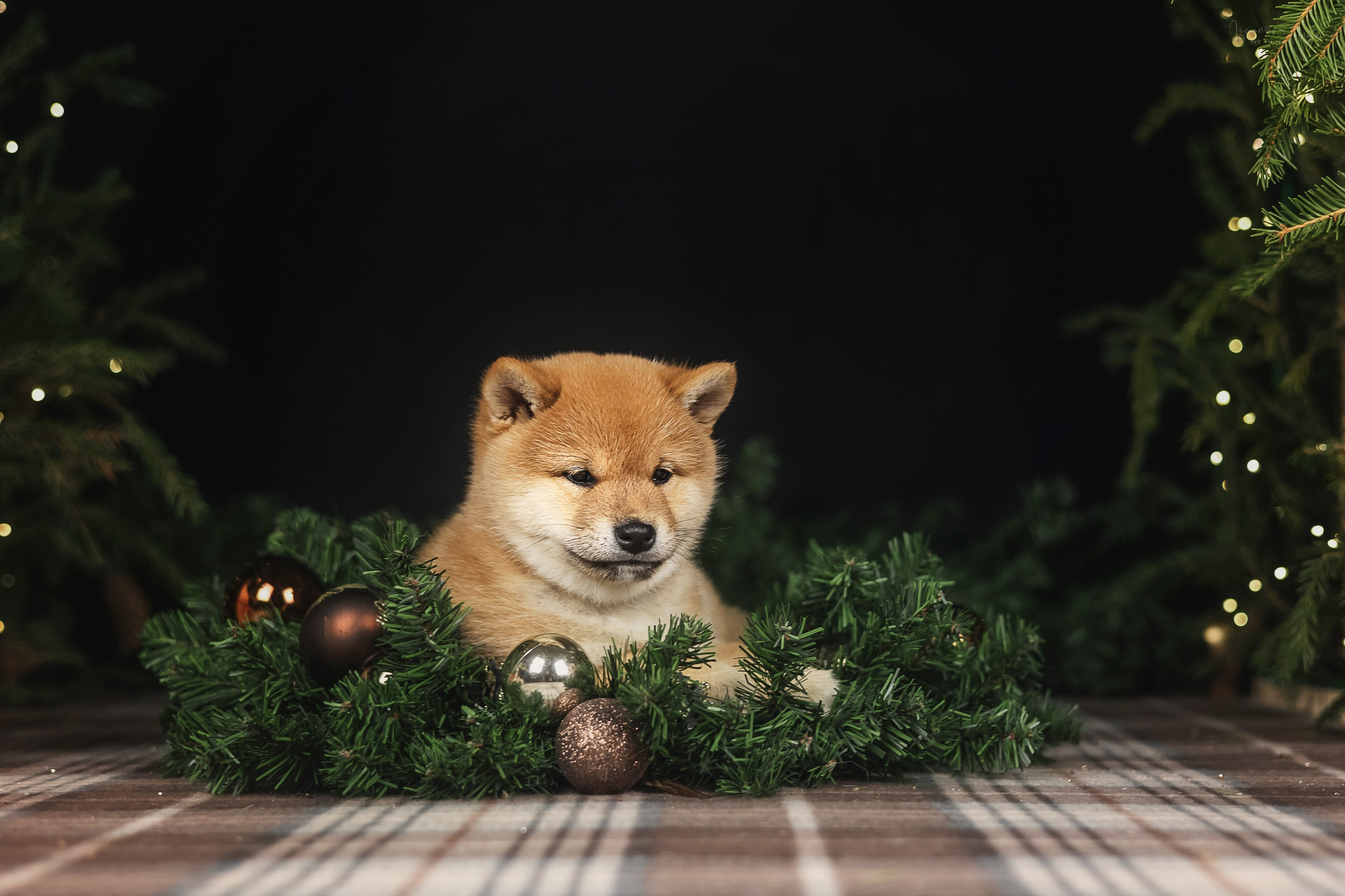 Фотодень_1 2025. Фотограф анималист Аня Ливанова | Рыбинск