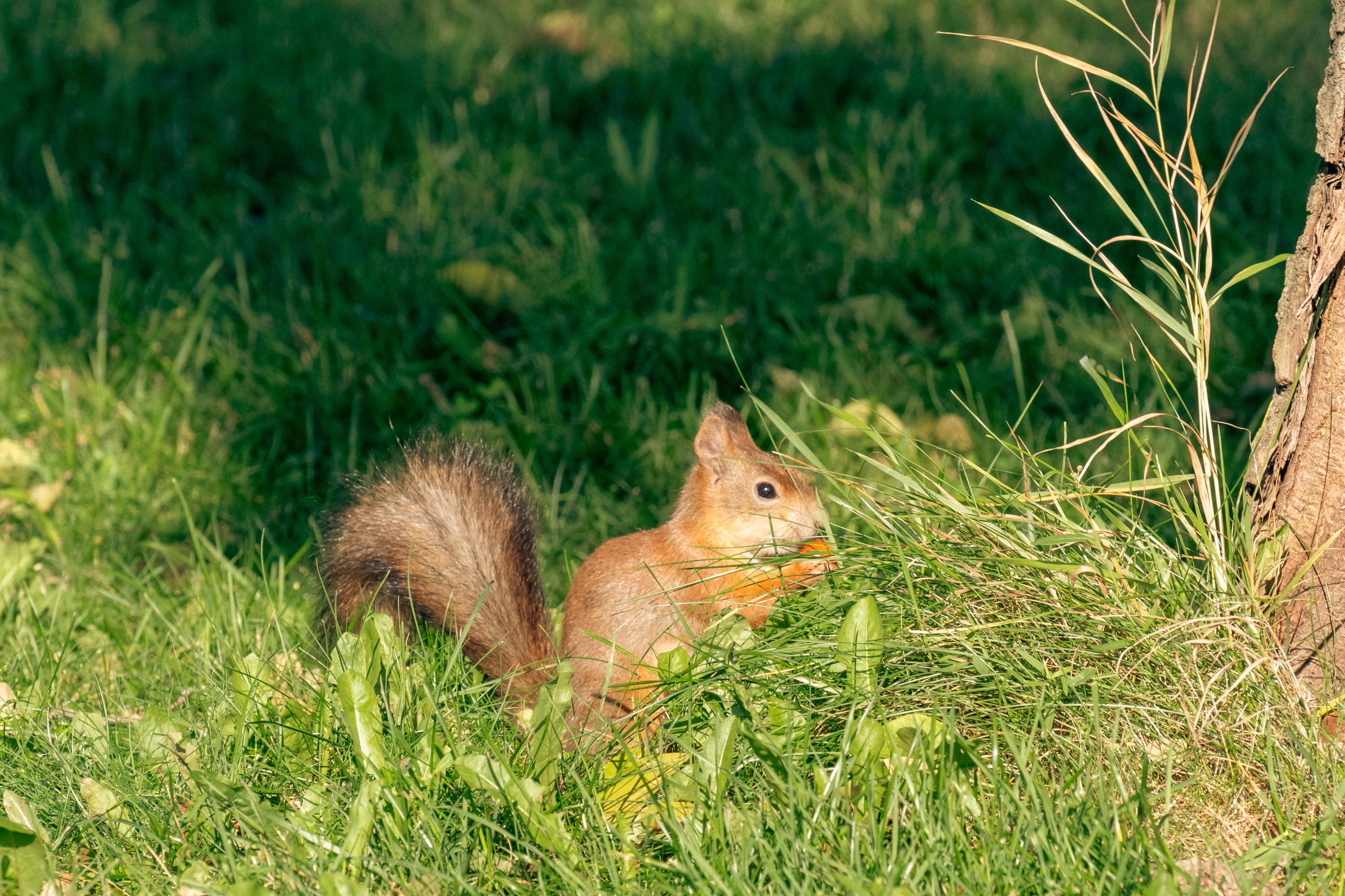 20211003 Поклонка. Дмитрий Ремизов. Фотография, как хобби