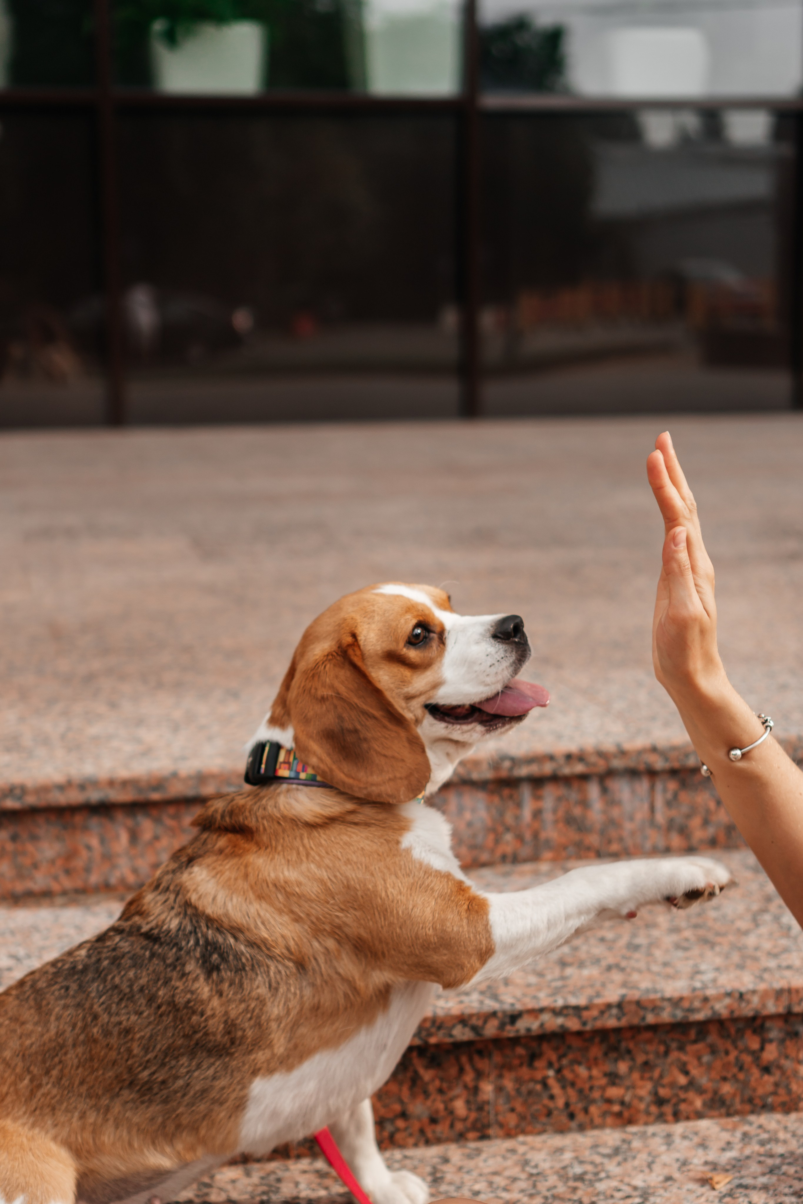 фотосессия с домашним питомцем