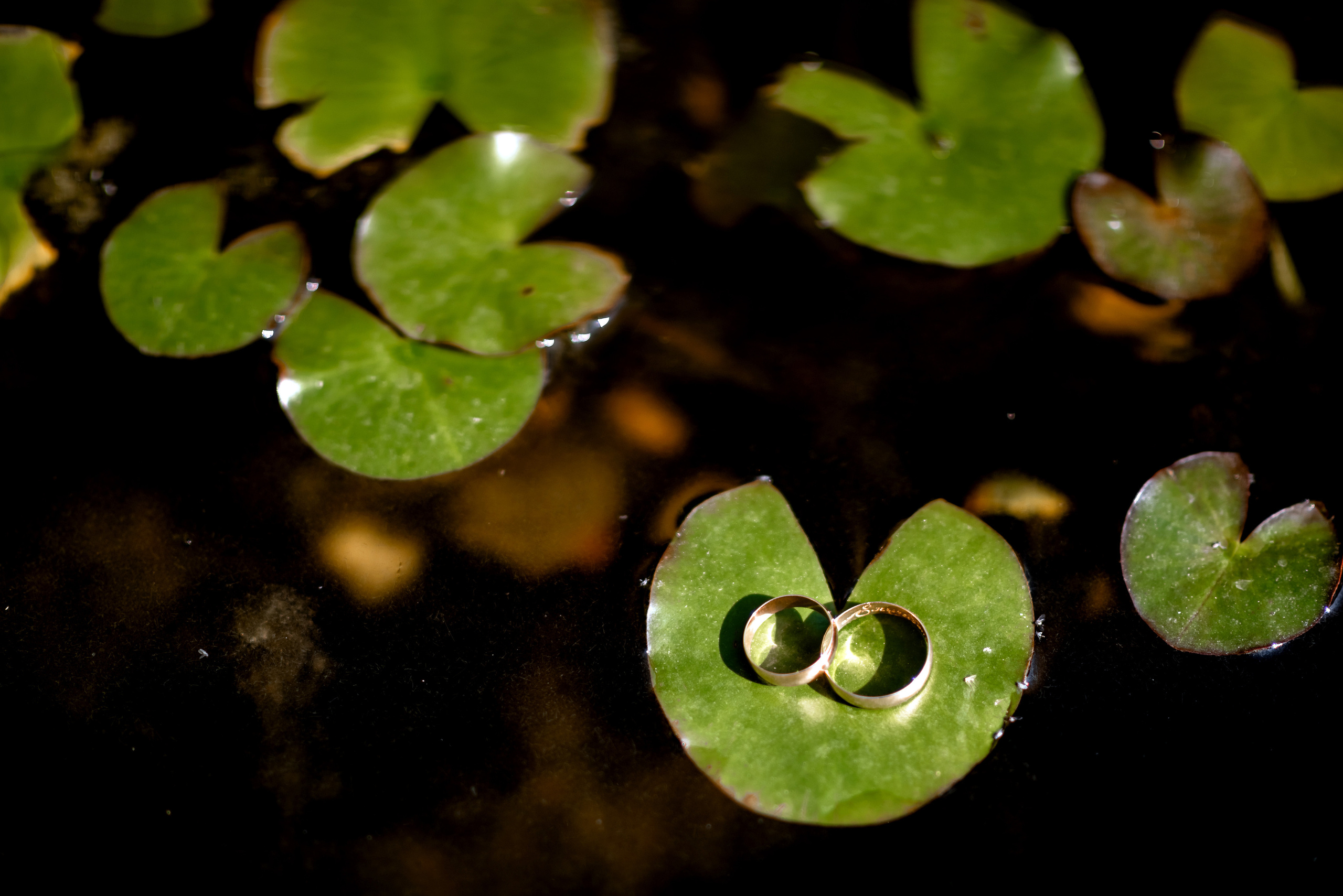 Свадебный фотограф Ростов-на-Дону Сочи