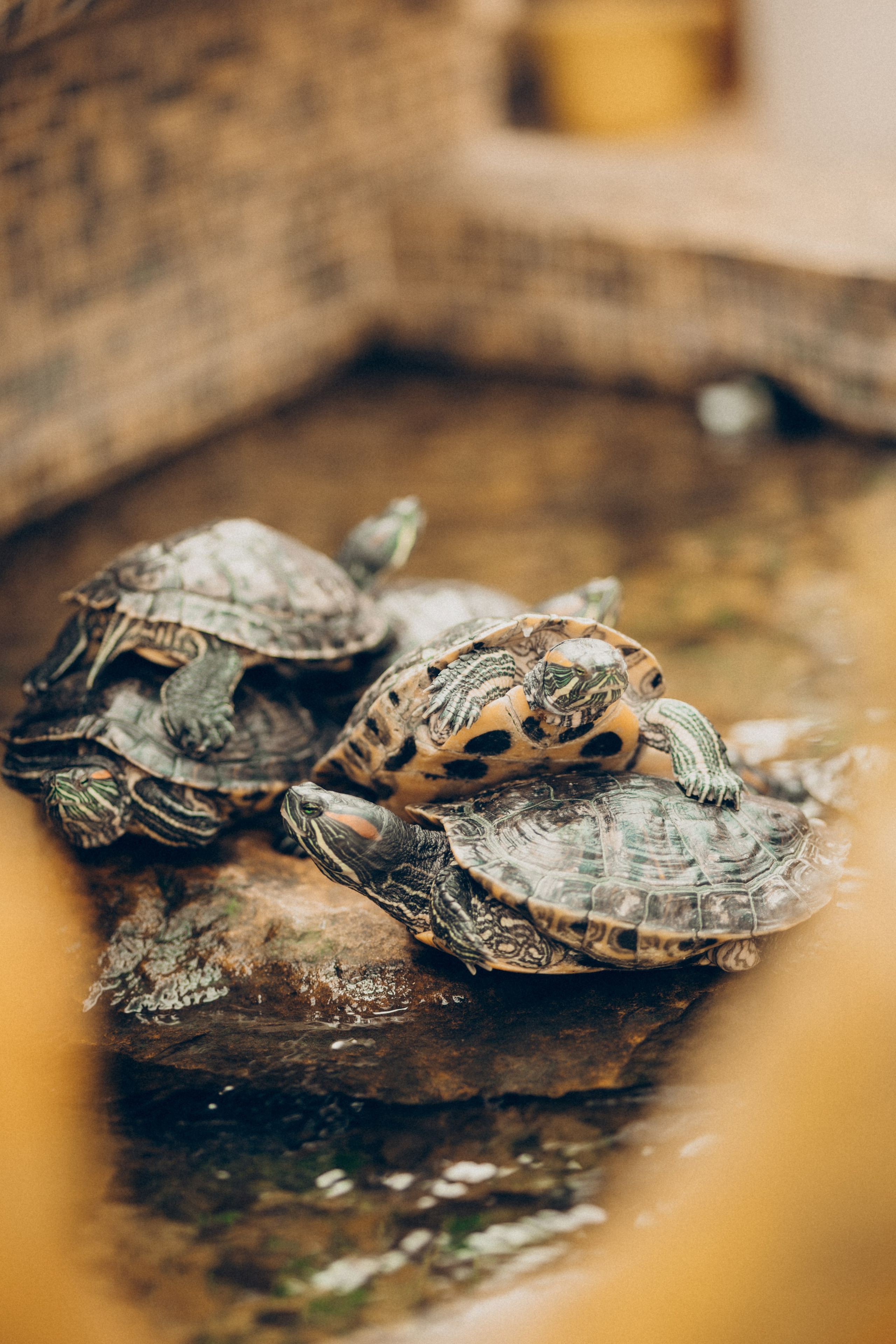 Прогулка в ботаническом саду