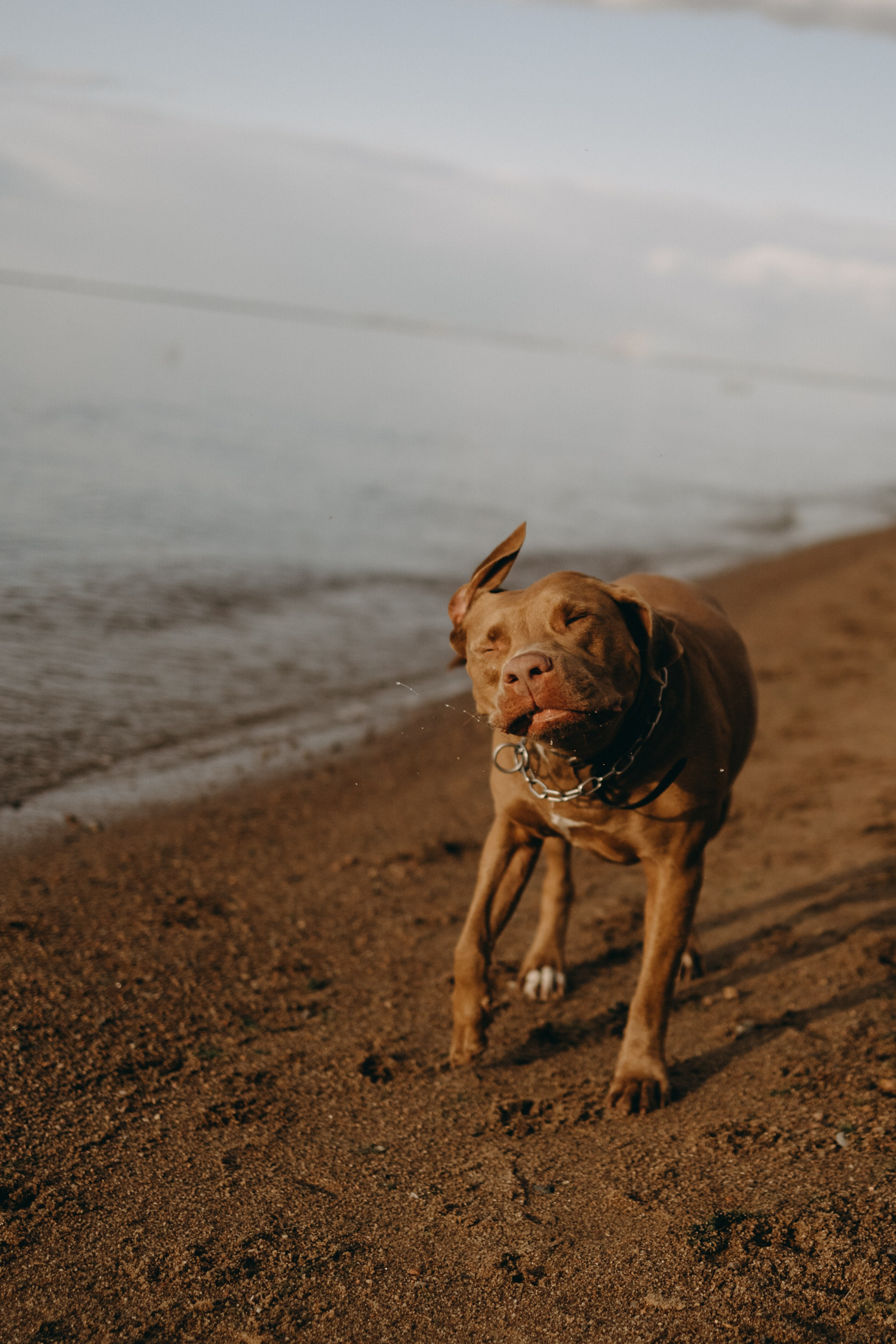 Бонни и ее семья. Фотограф — Анималист | Санкт-Петербург