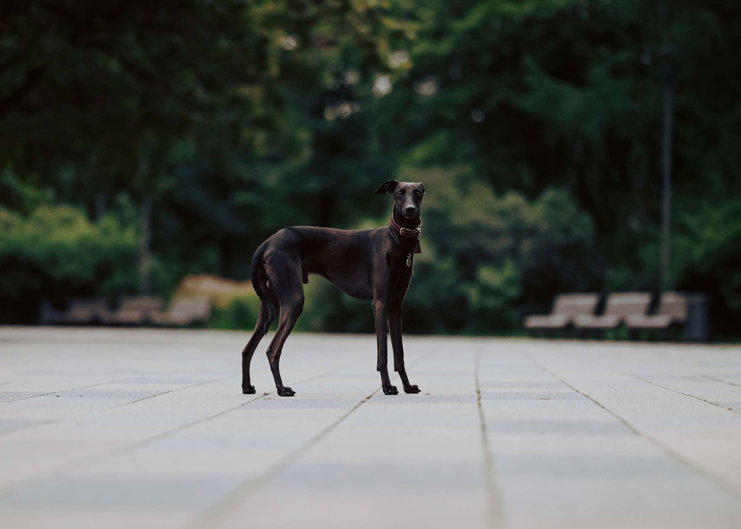 Дофи. Фотограф- анималист Александра Матвеева