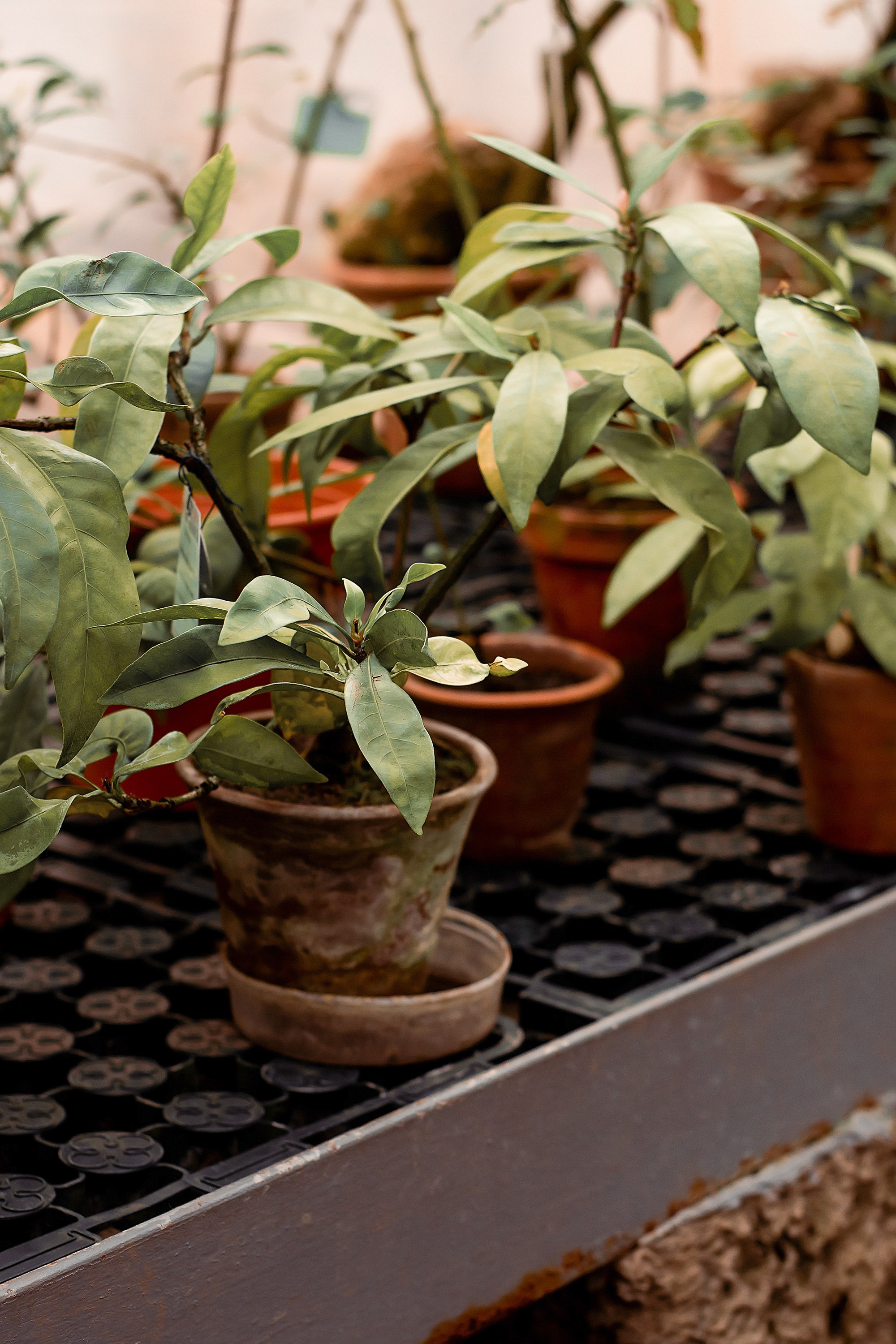 Крытые локации для свадебной фотосессии в Санкт-Петербруге. Свадебный и семейный фотограф в СПб Валерия Фомичева