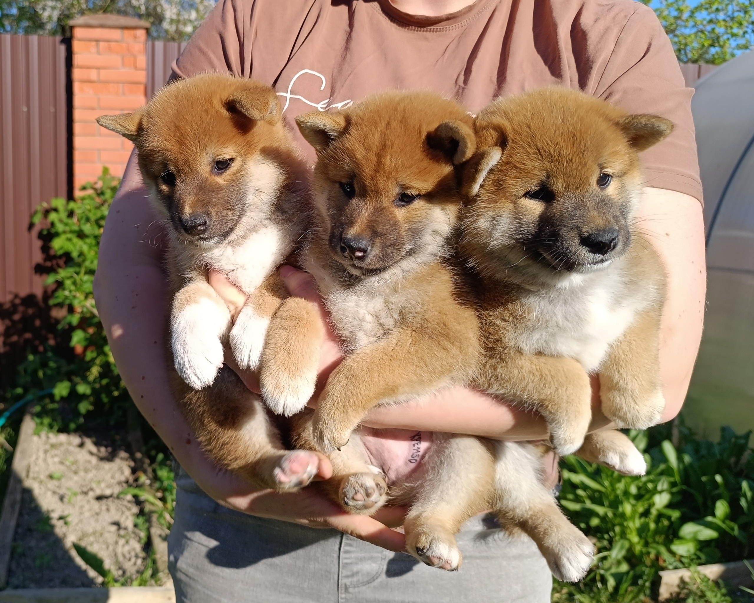 сиба питомник Рубилайт щенки на продажу rubylight  сиба щенки купить СПб Санкт-Петербург