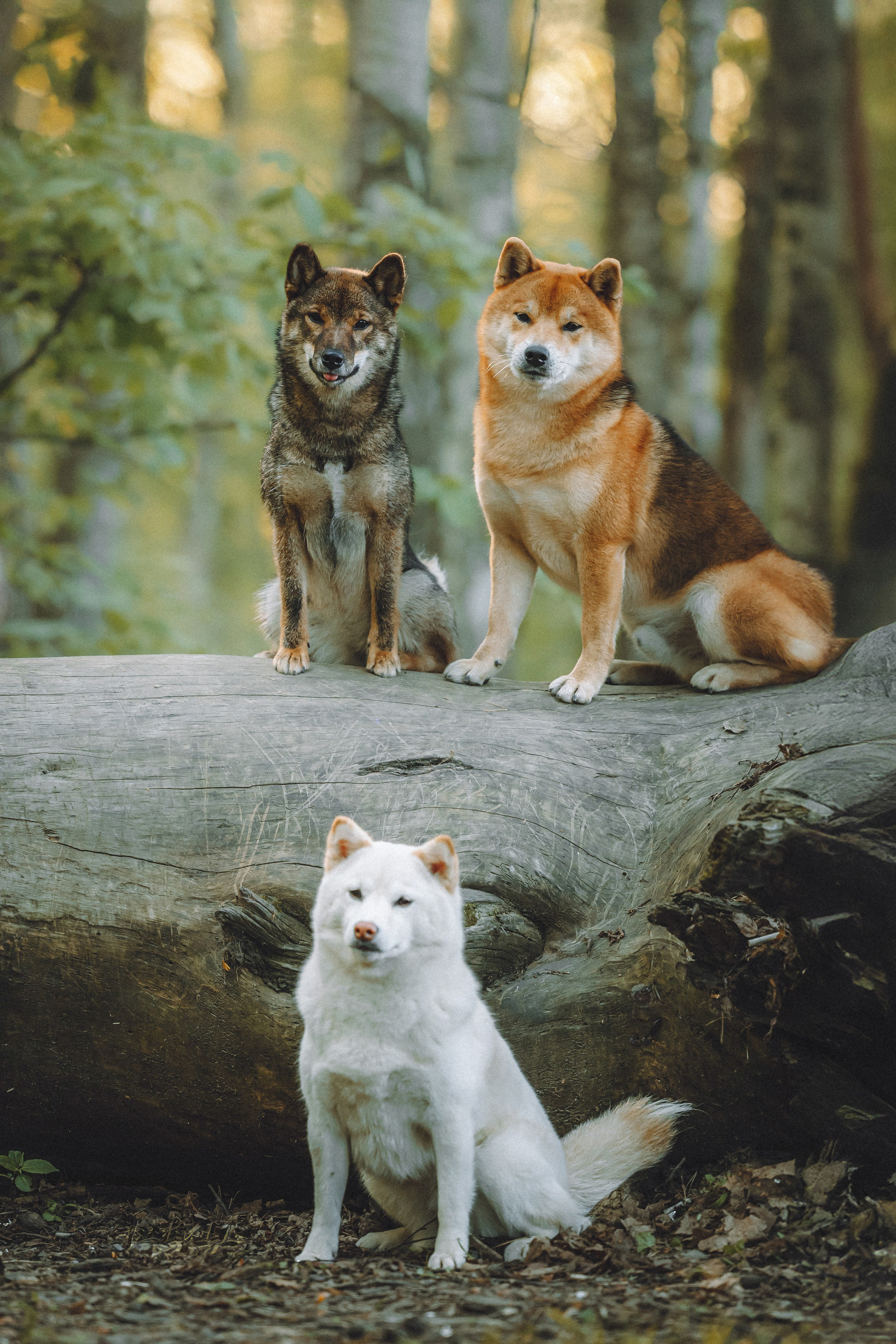 Шед, Цири, Чиби, Цера и их семья