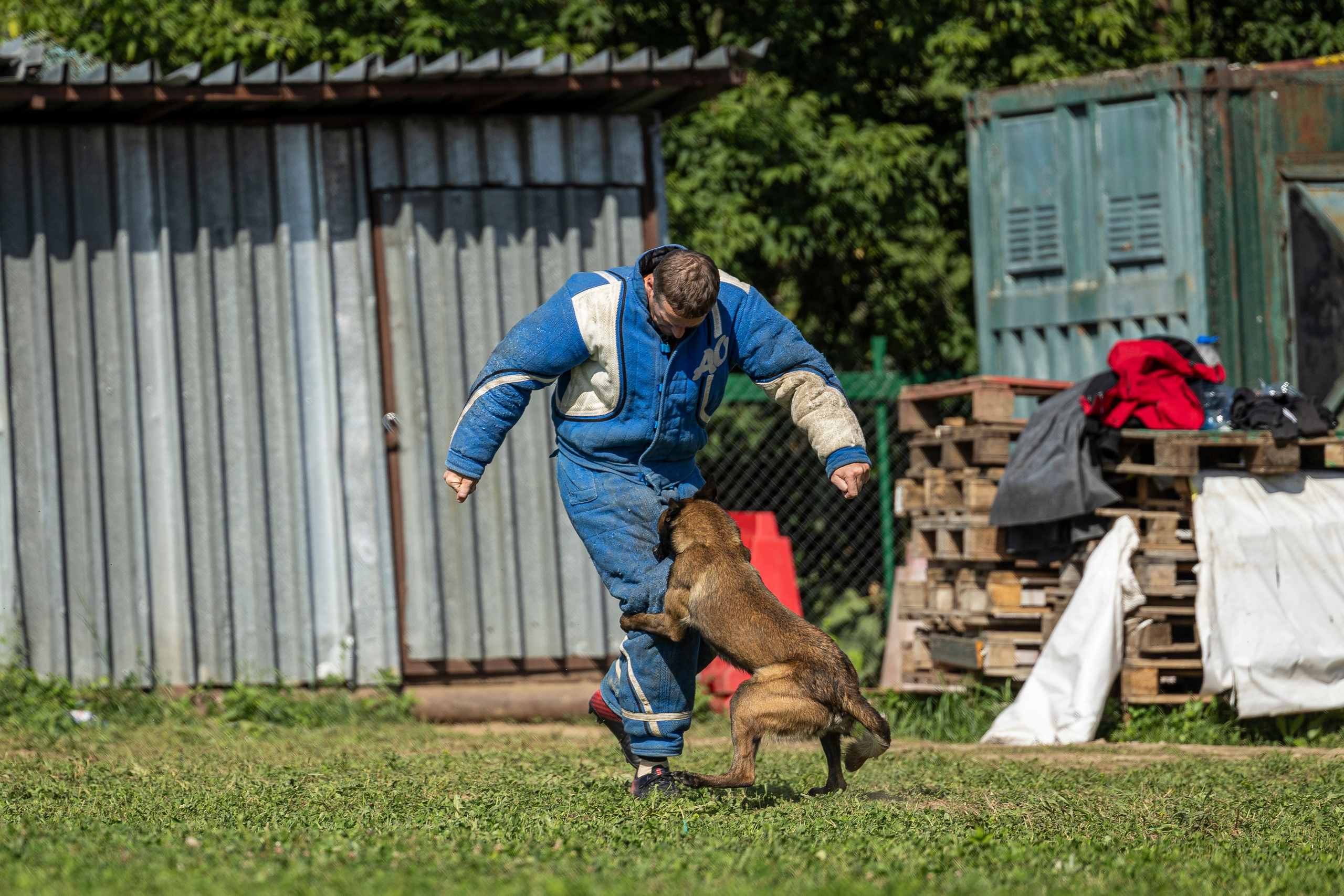 Соревнования по Мондьорингу г. Вологда 10-11.08.2024. Фотограф-анималист Анна Маринич