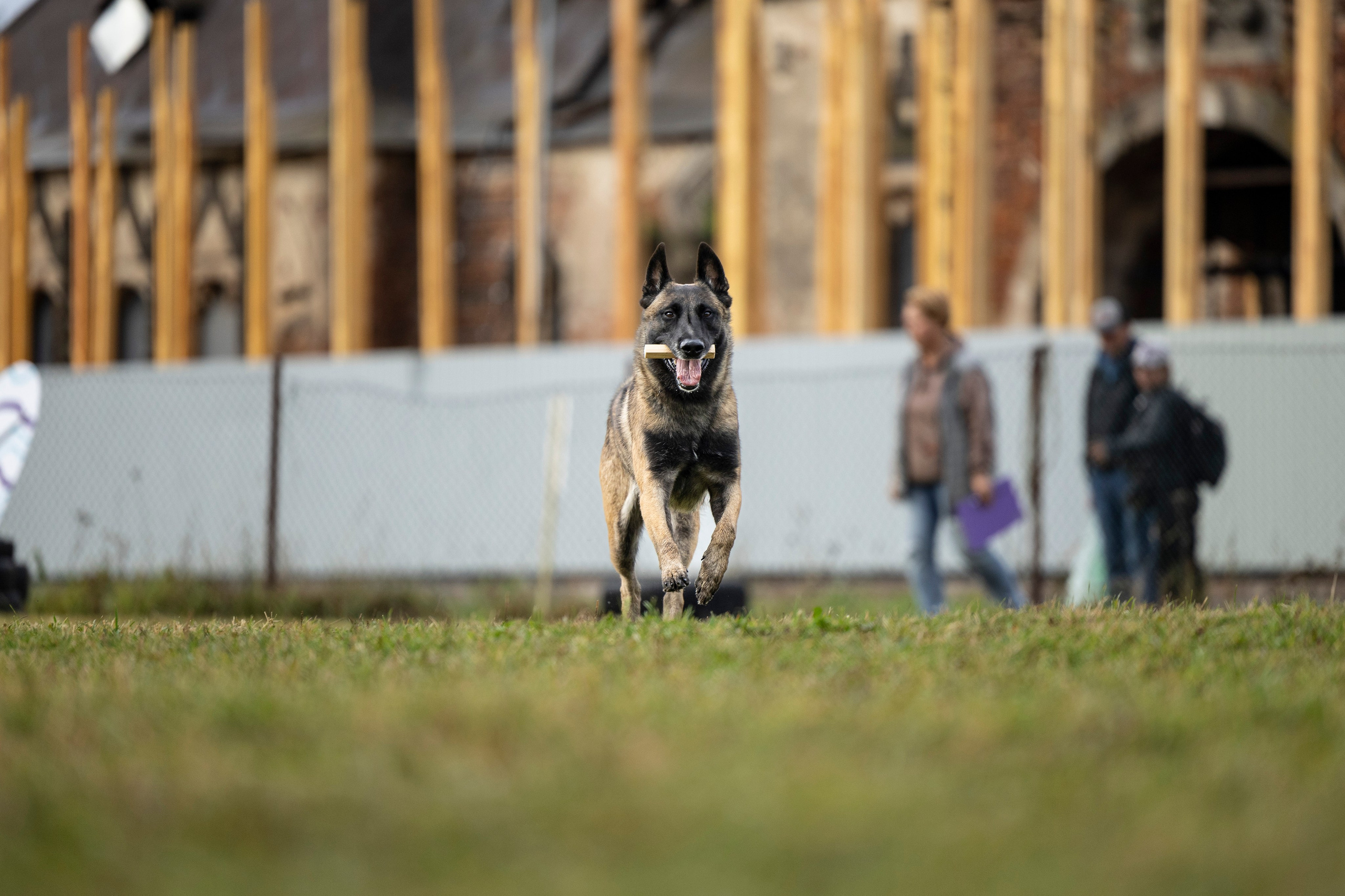 Испытания по Мондьорингу г. Пушкин. Фотограф-анималист Анна Маринич