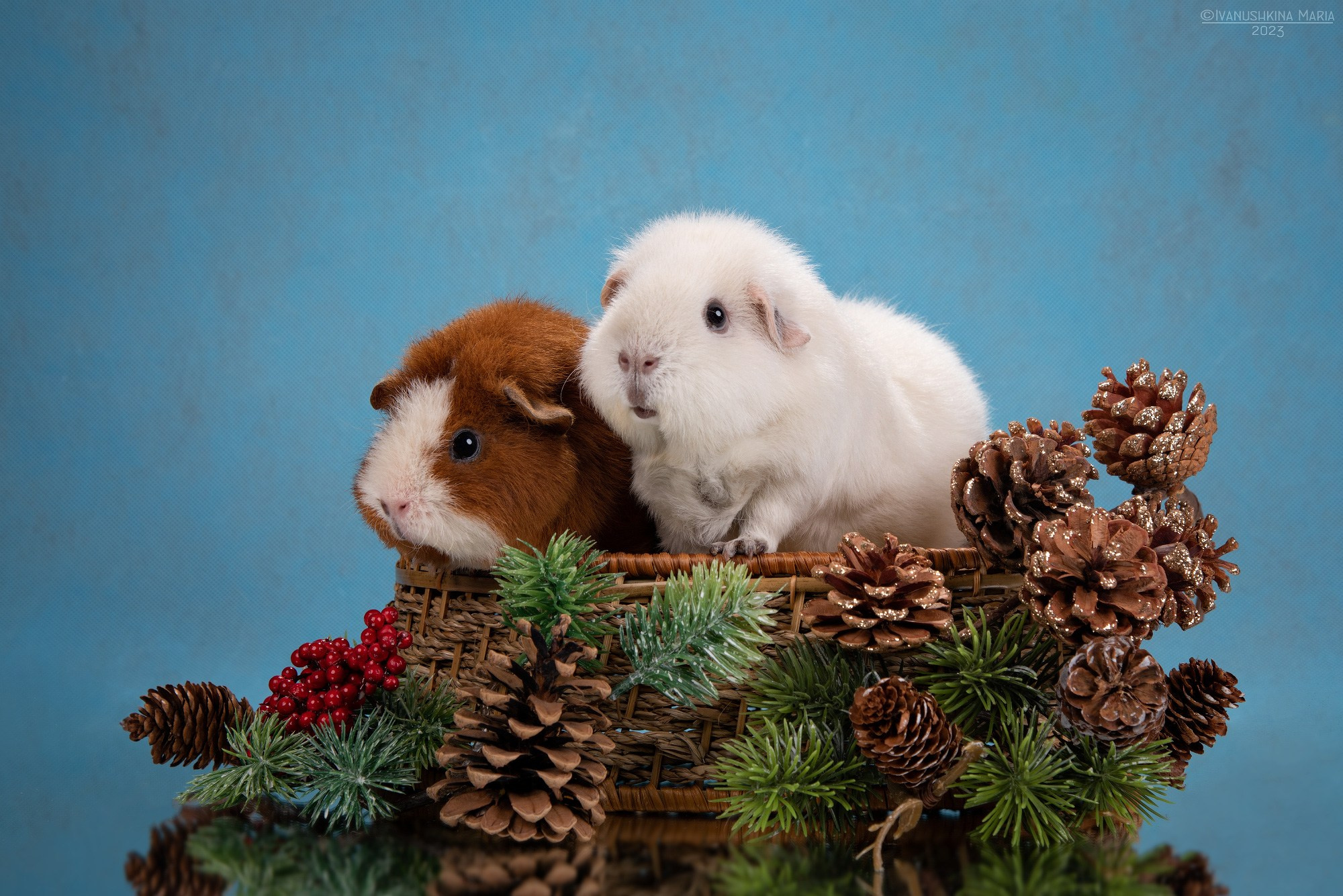 Фотосессии экзотических животных в студии. Фотограф собак в Москве и Московской области Иванушкина Мария