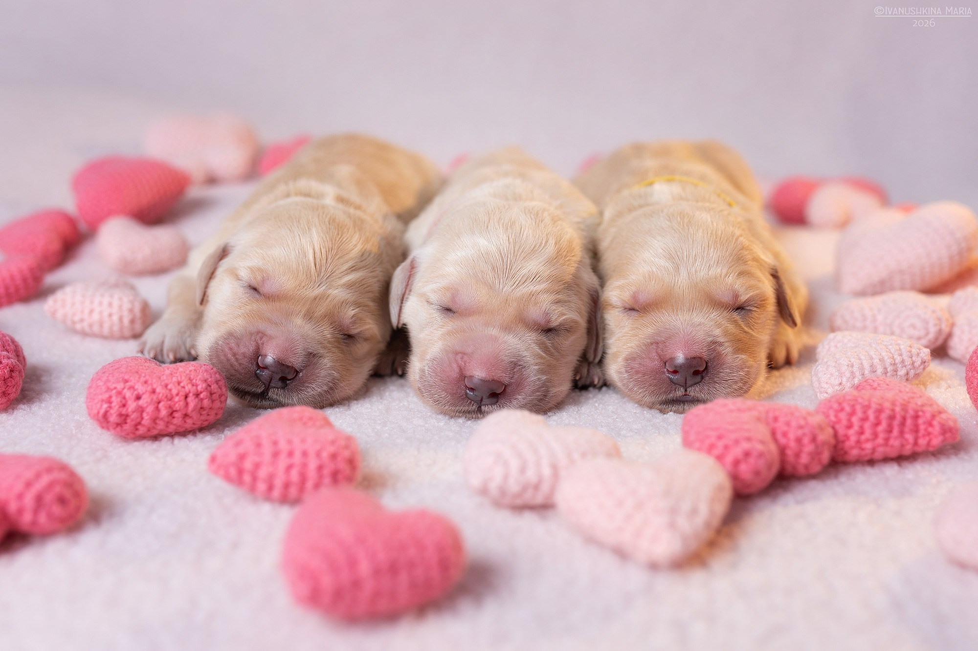 Ньюборн фотосессия щенков. Фотограф собак в Москве и Московской области Иванушкина Мария