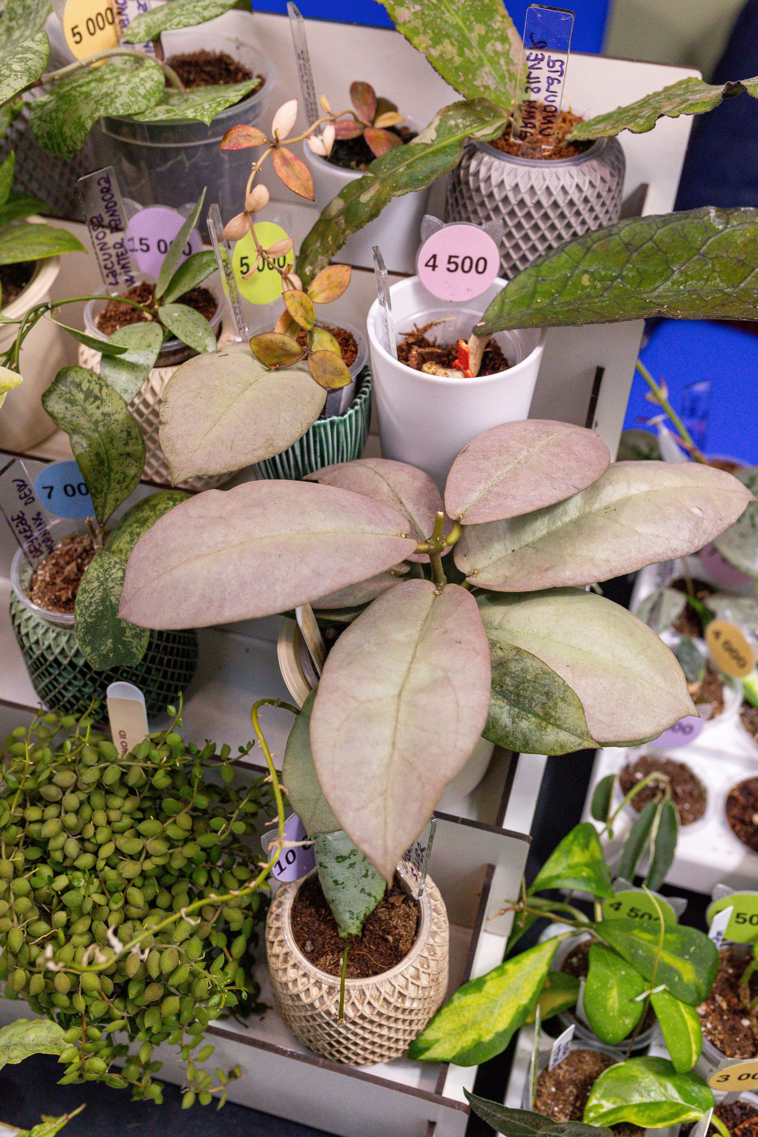 Монстериум 11–12 октября. Александра Куликова фотограф, Москва