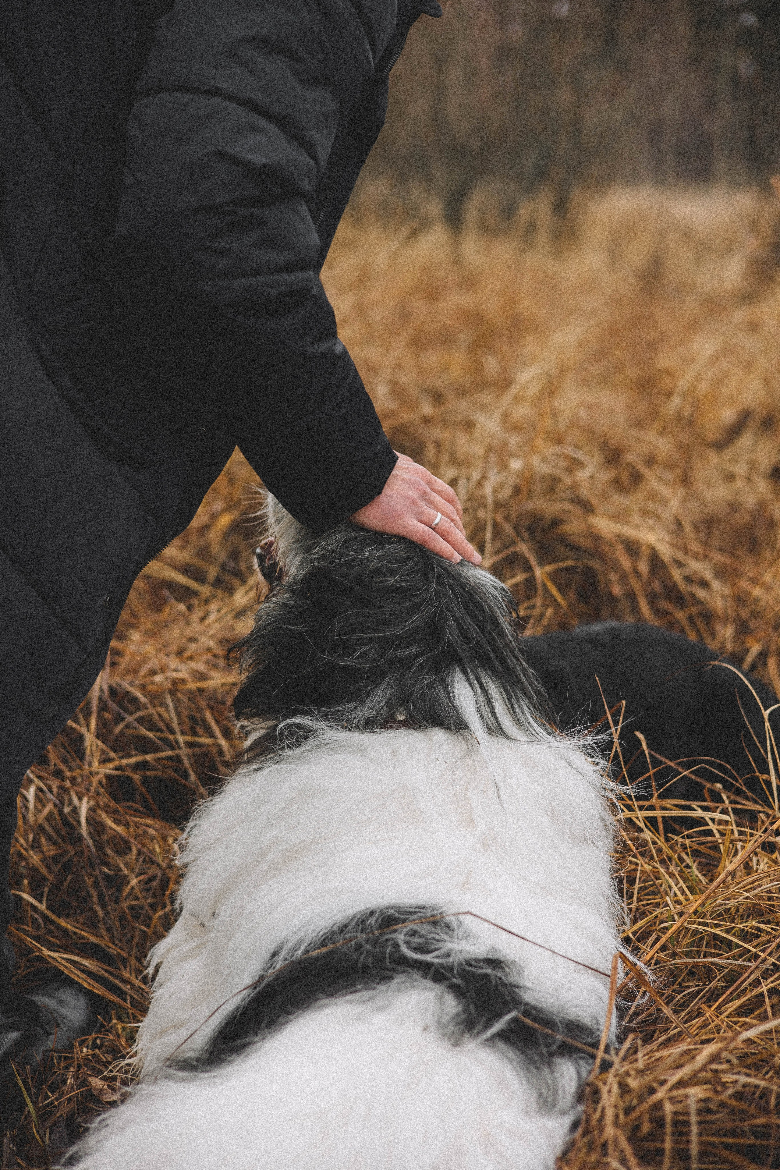 Даша, Глеб, Барс и Бруно. Фотограф-анималист Богданова Полина