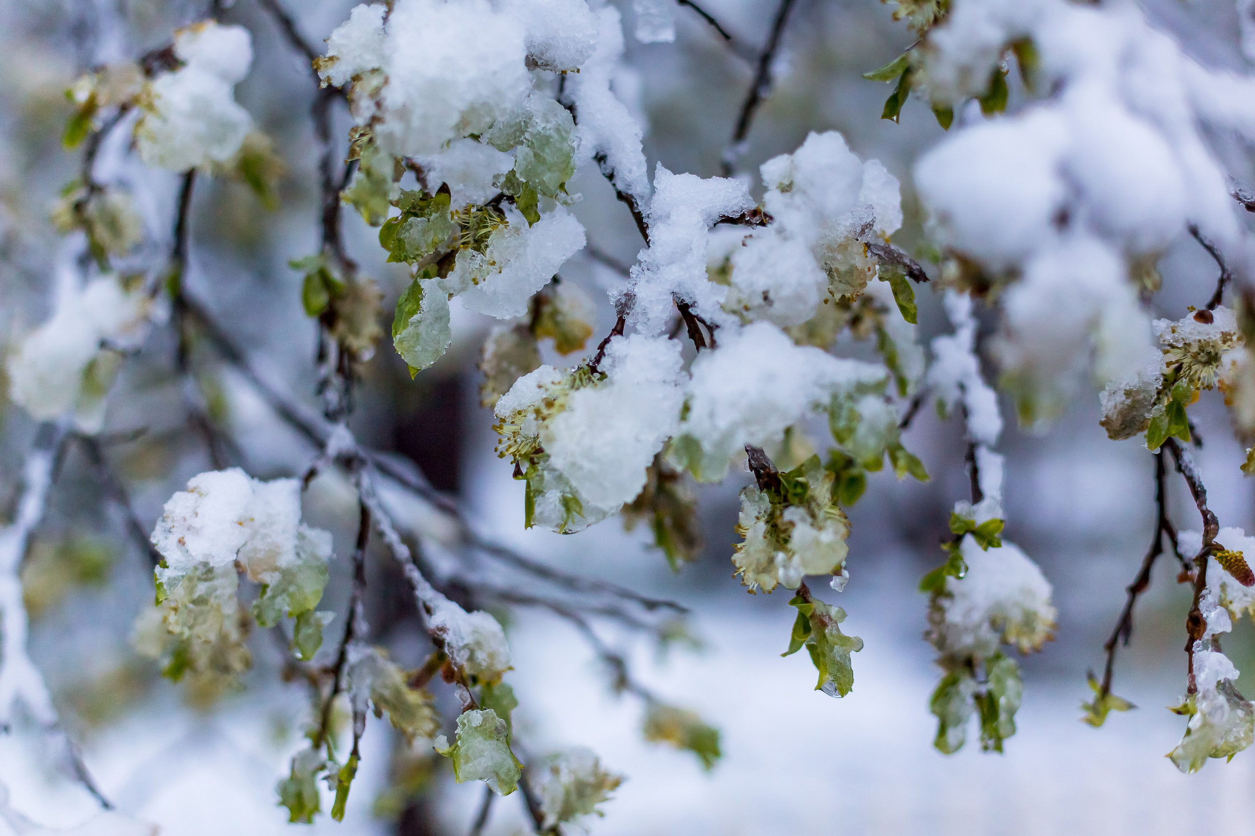 Мир растений. Пейзажи Крайнего Севера. Баренцево море, Рыбачий, Средний, Немецкий