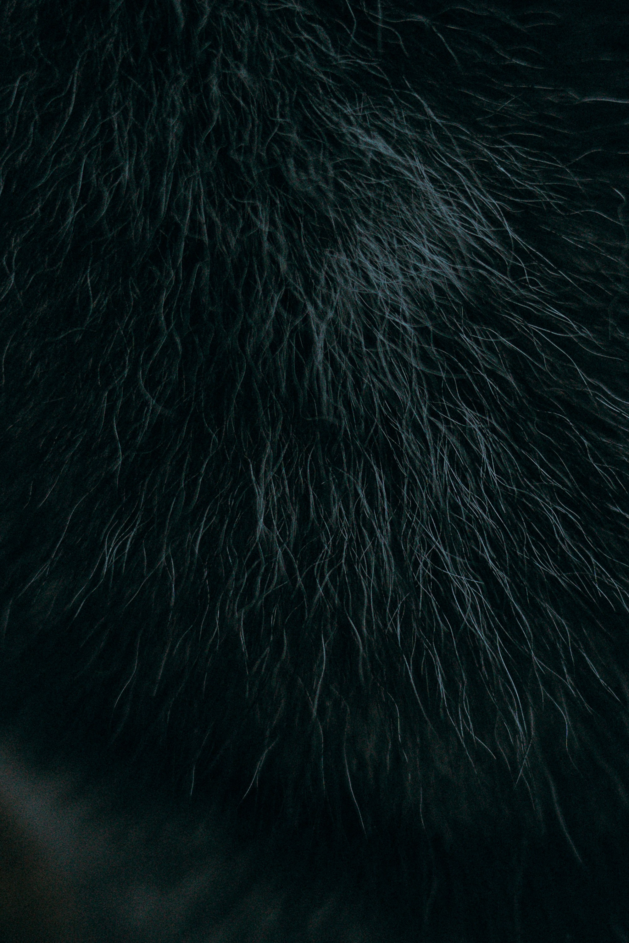 Наташа и Сириус. Фотограф анималист в Москве и Санкт-Петербурге Свиридова Анна