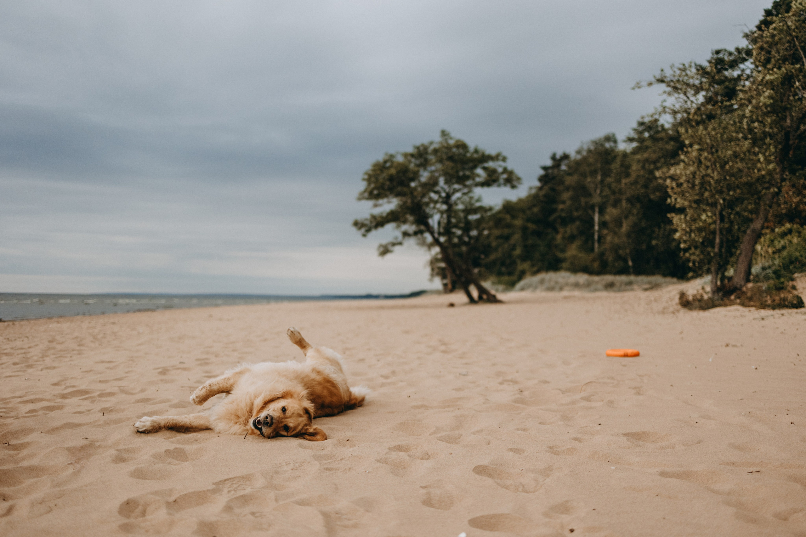 Фоси и его семьи. Фотограф — Анималист | Санкт-Петербург