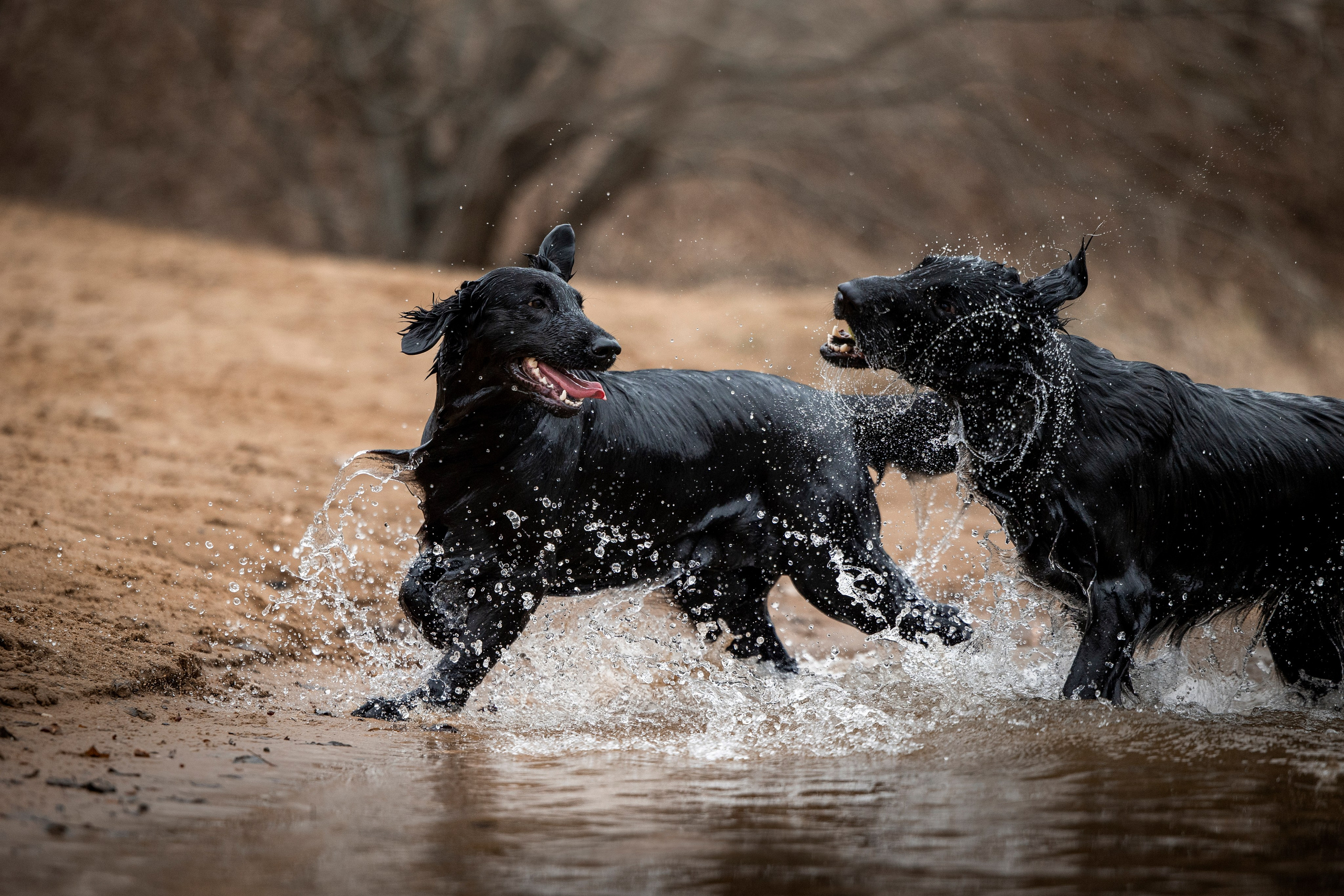 Ора, Ева, Рози и их семья. Фотограф — Анималист | Санкт-Петербург