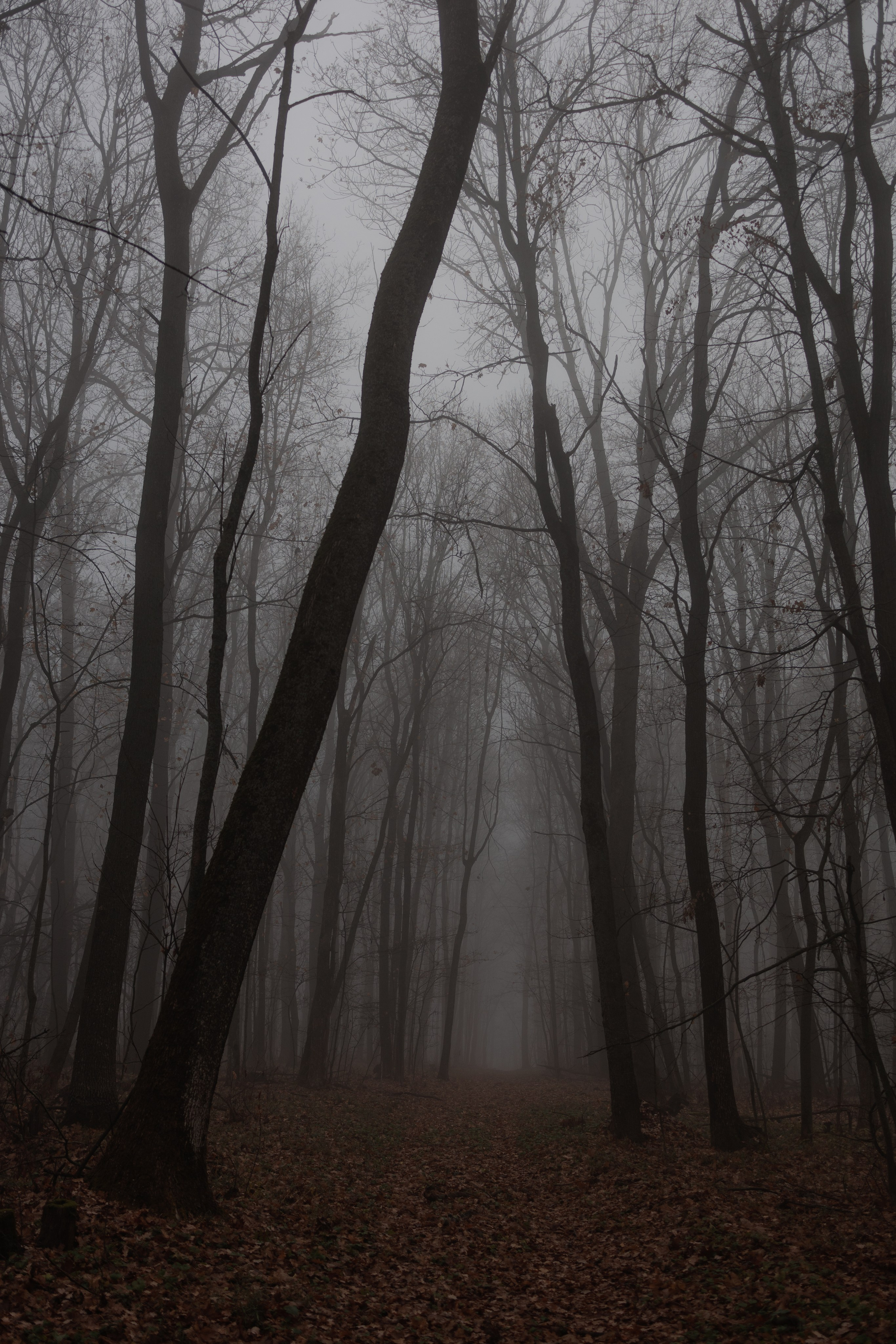 В туманном лесу. Семейный фотограф в Белгороде