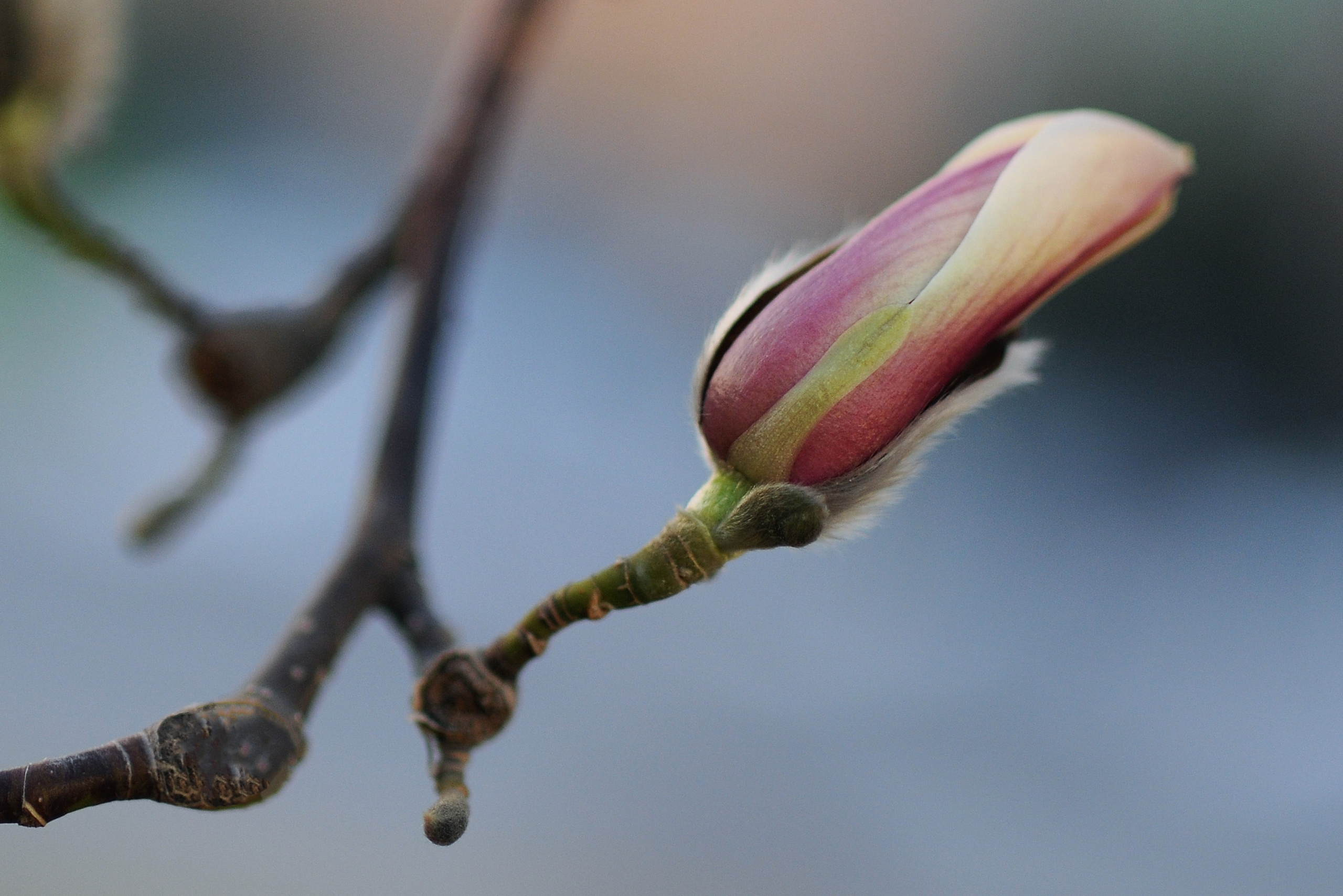 Весна. FotoGraf