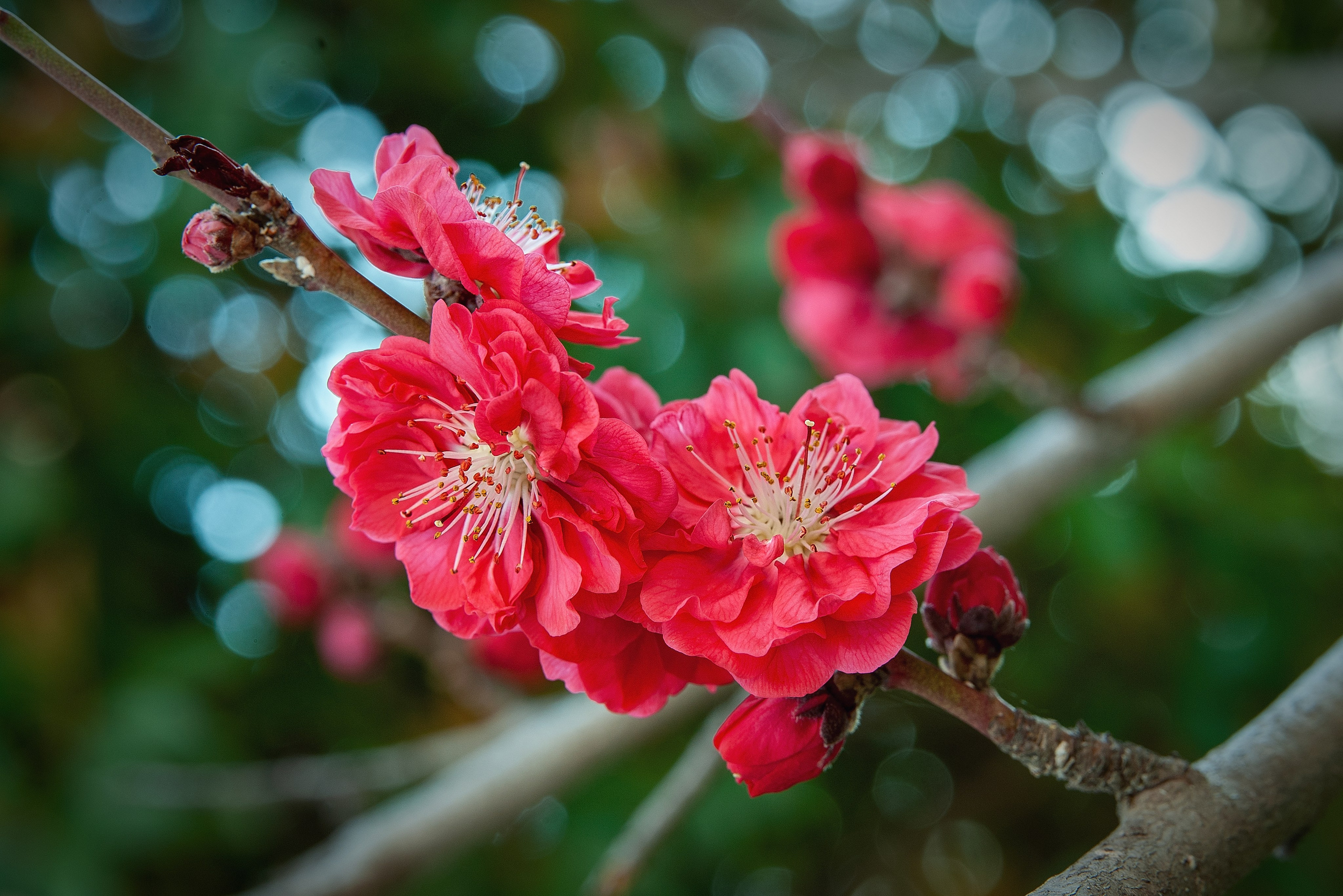 Весна. FotoGraf