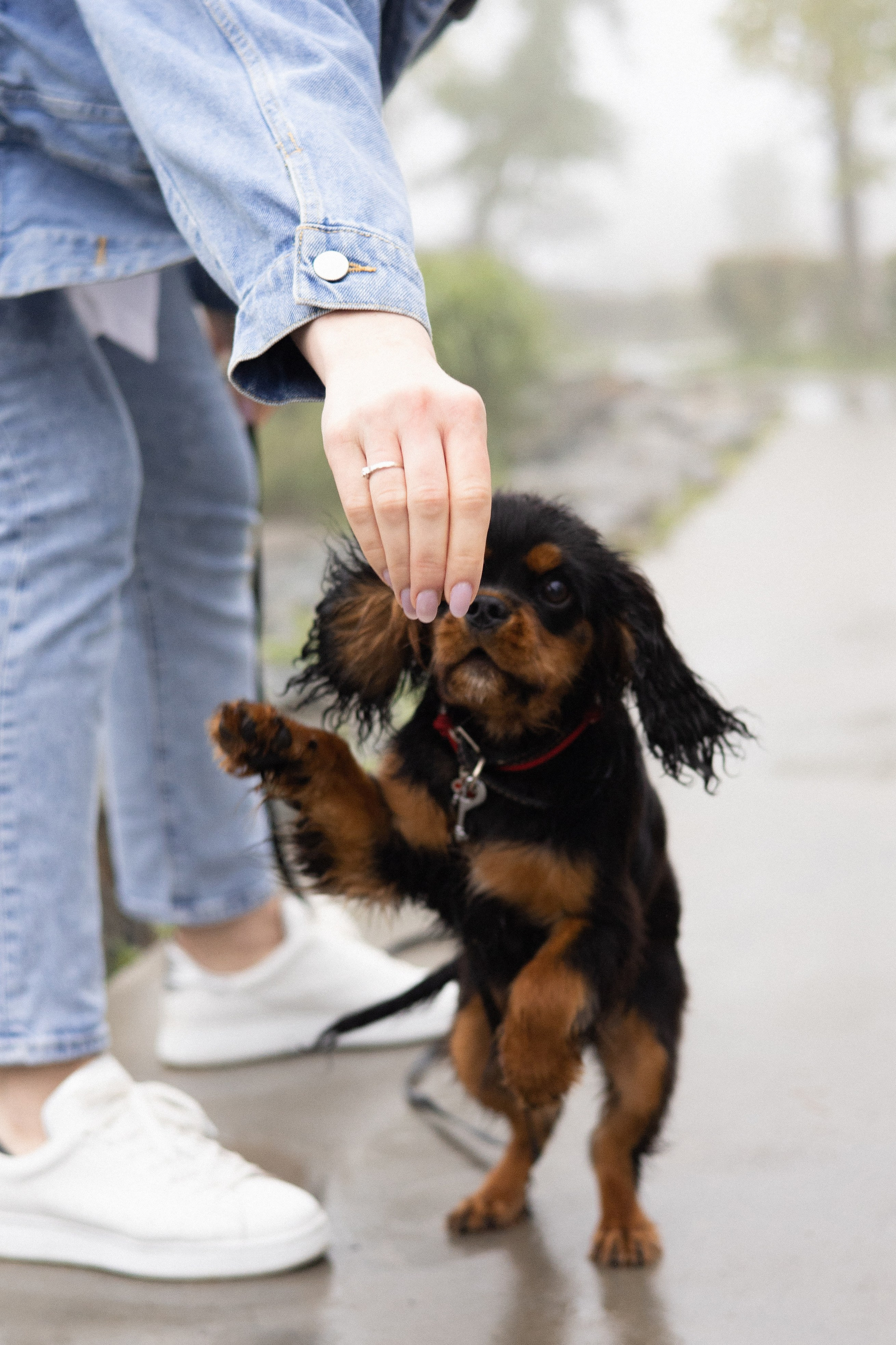 Алёна и Каспер. Фотограф — анималист Владивосток, Алина