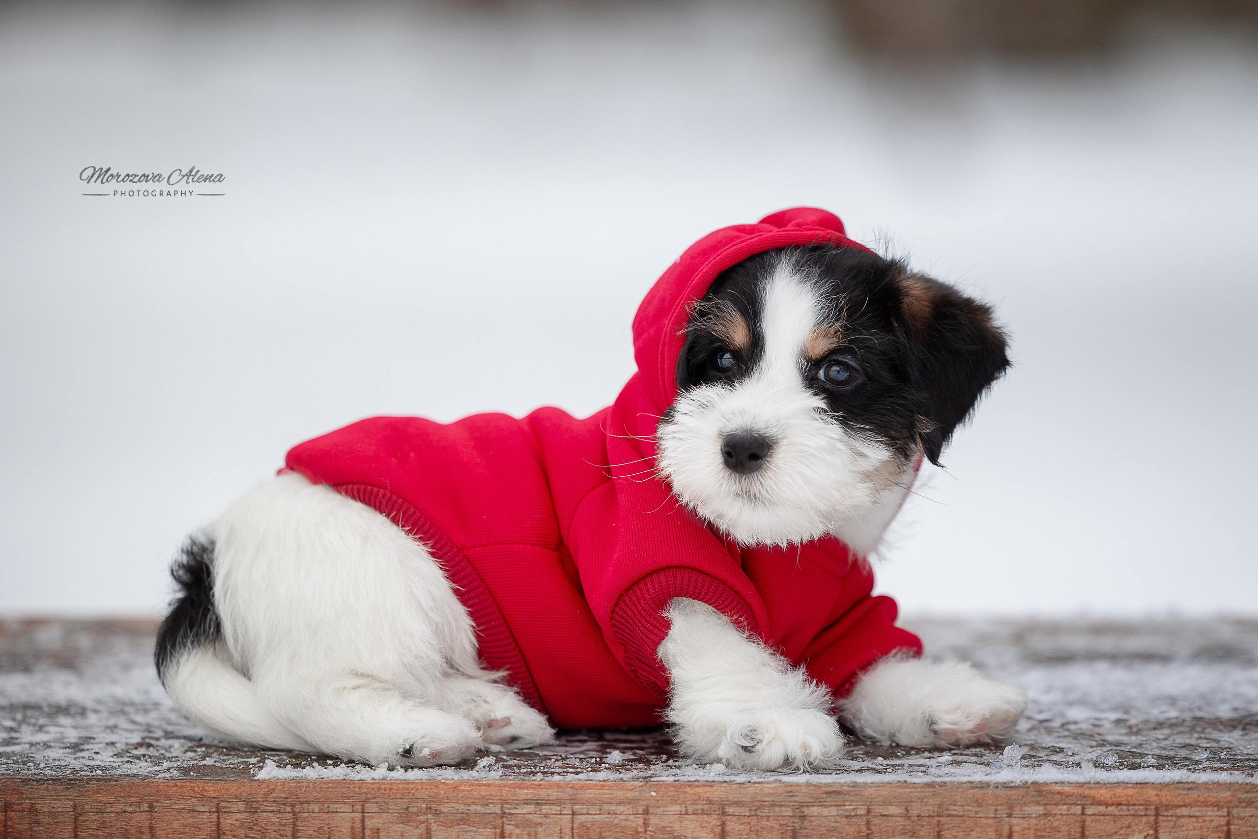 Фотогалерея. Джек Рассел терьер. Санкт-Петербург. Щенки Джек Рассел терьера