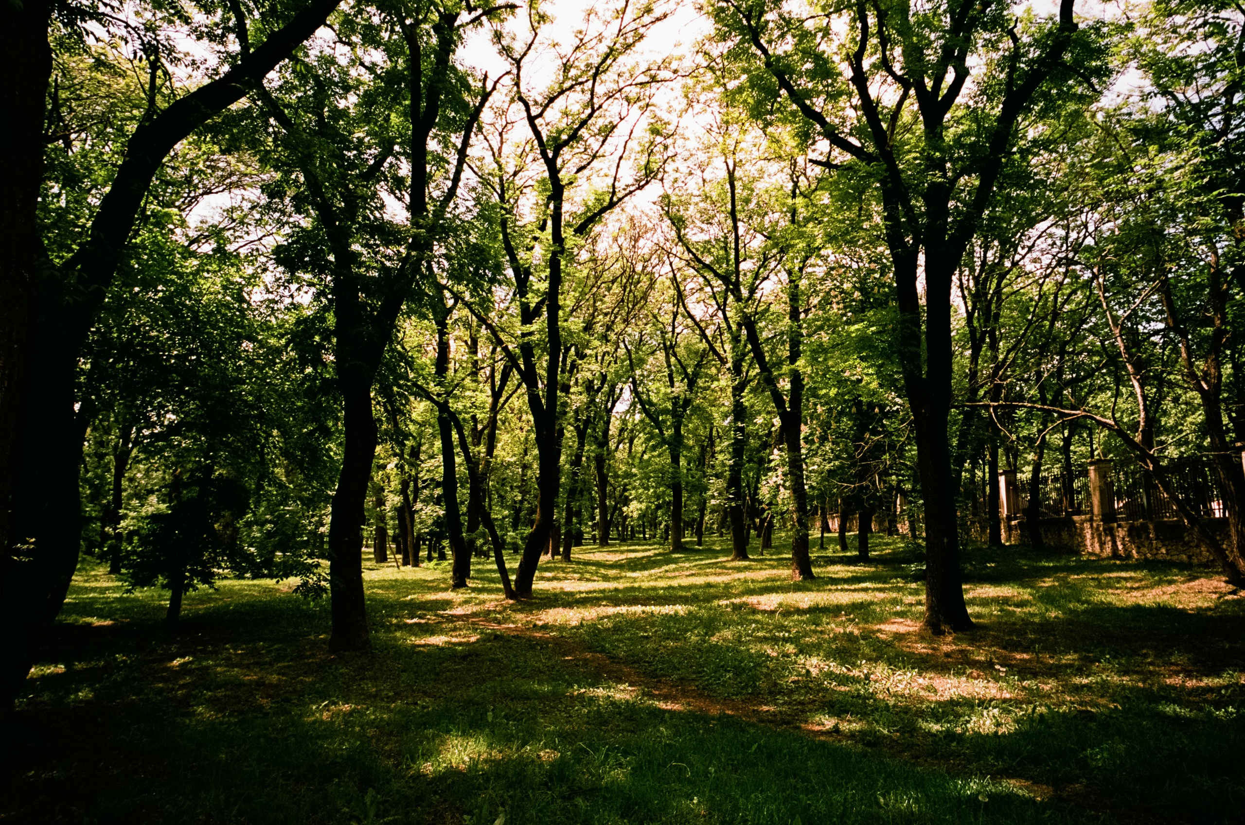 6 мая Парк Ессентуки / Voigtlander BESSA-T / Kodak Aerocolor IV