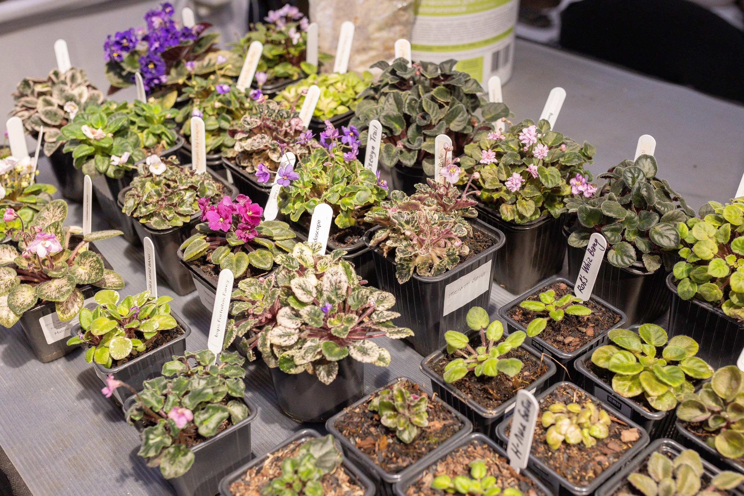 Орхидиум 12.2025. Александра Куликова фотограф, Москва